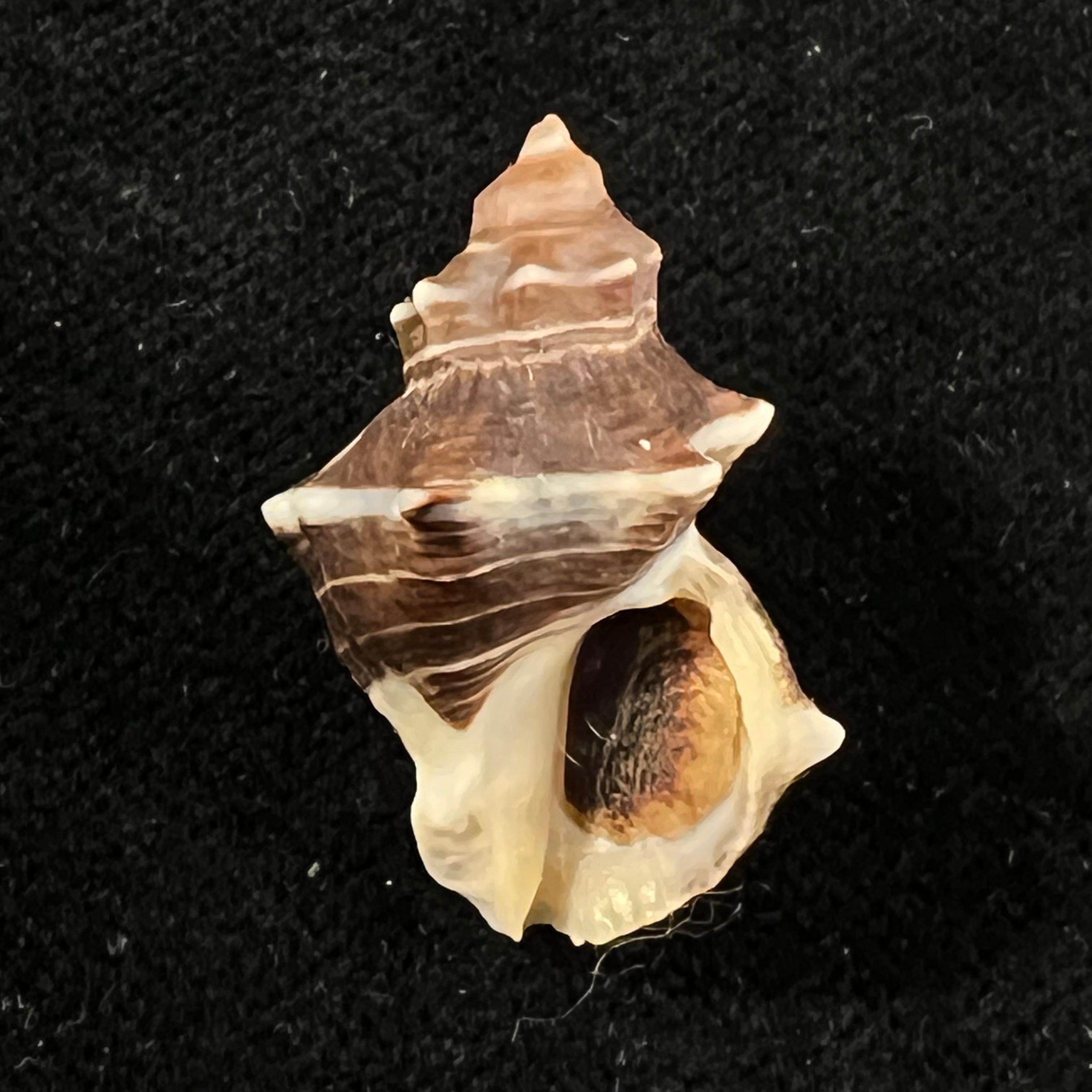 Thaisella kiosquiformis (Duclos, 1832) - 26,7mm