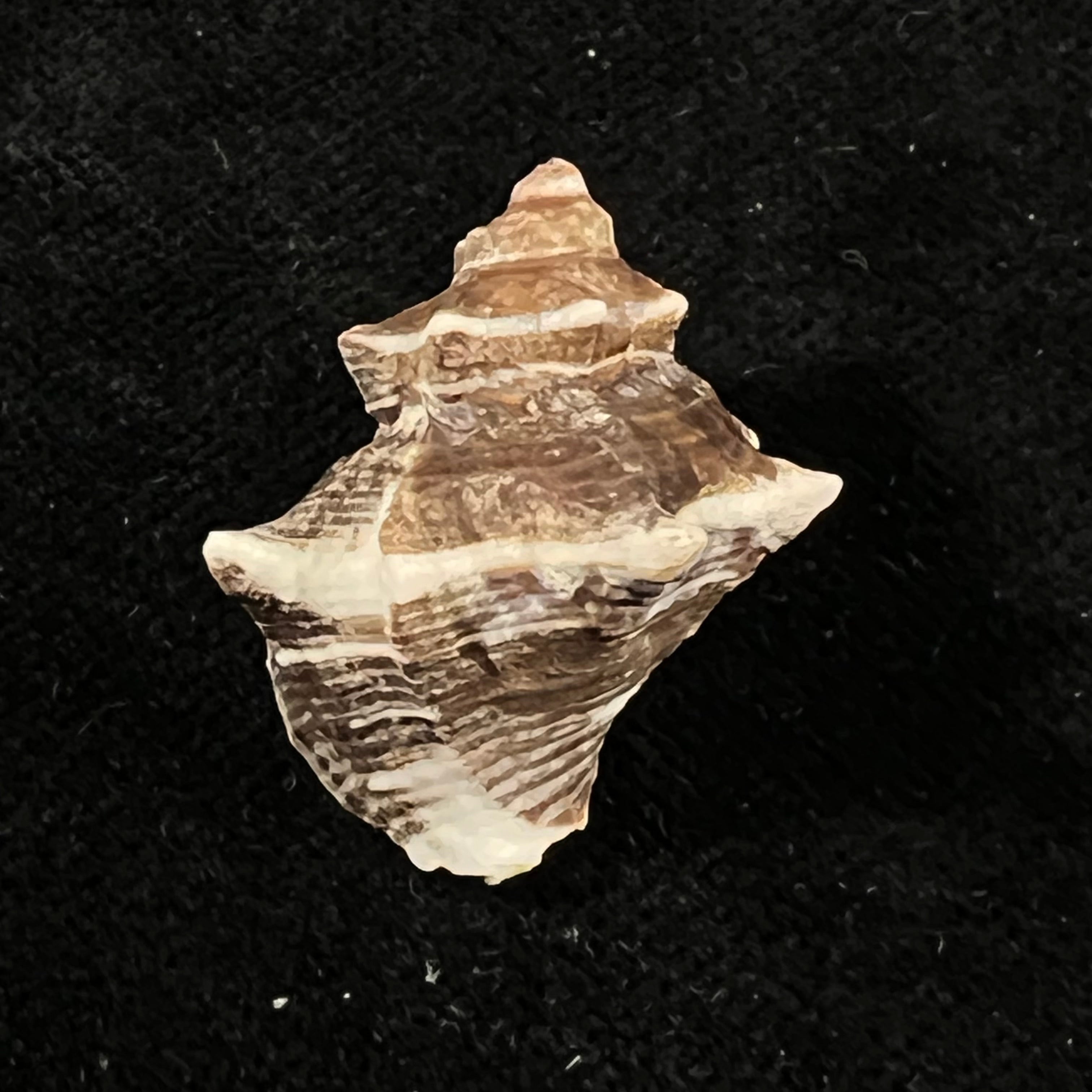 Thaisella kiosquiformis (Duclos, 1832) - 26,8mm