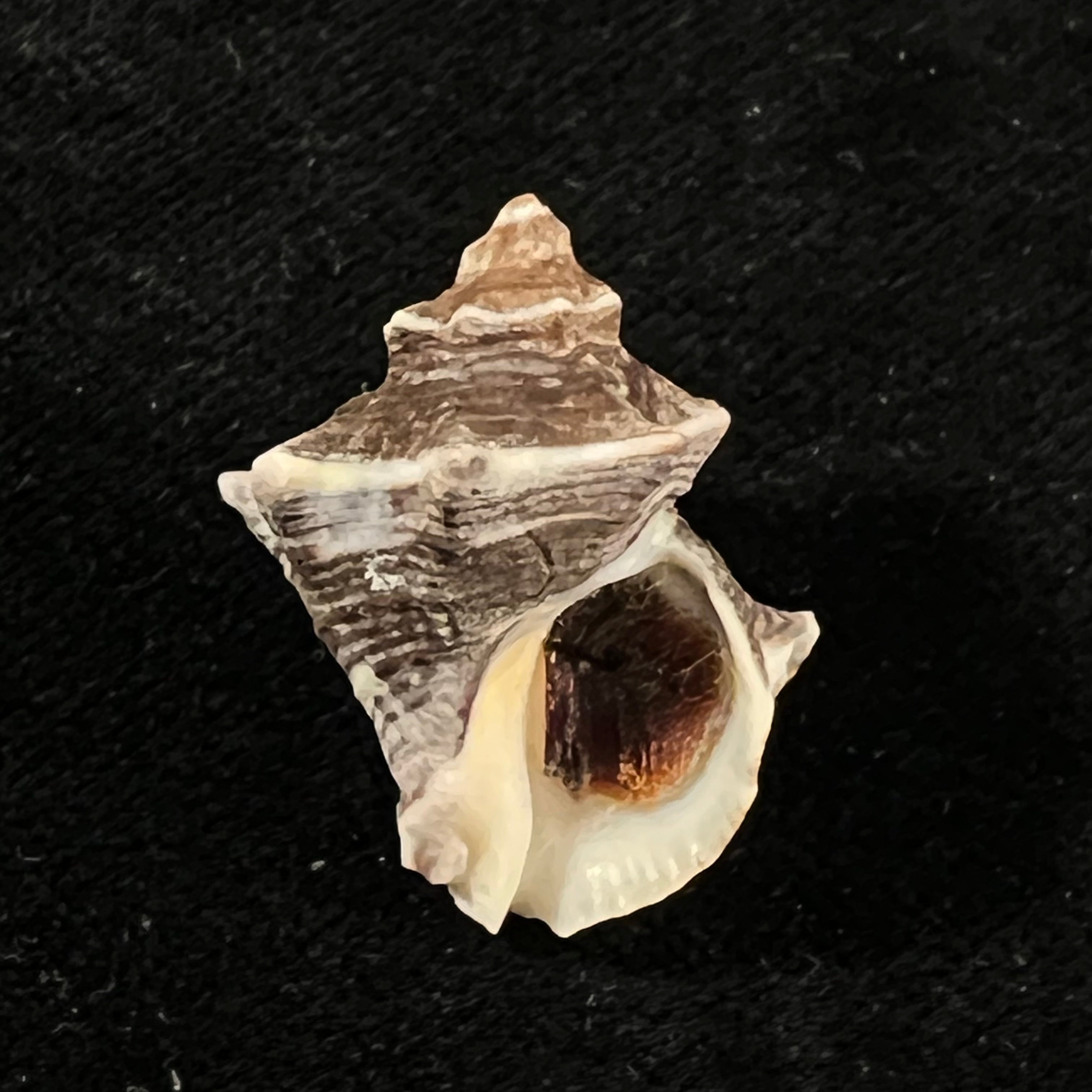 Thaisella kiosquiformis (Duclos, 1832) - 26,8mm