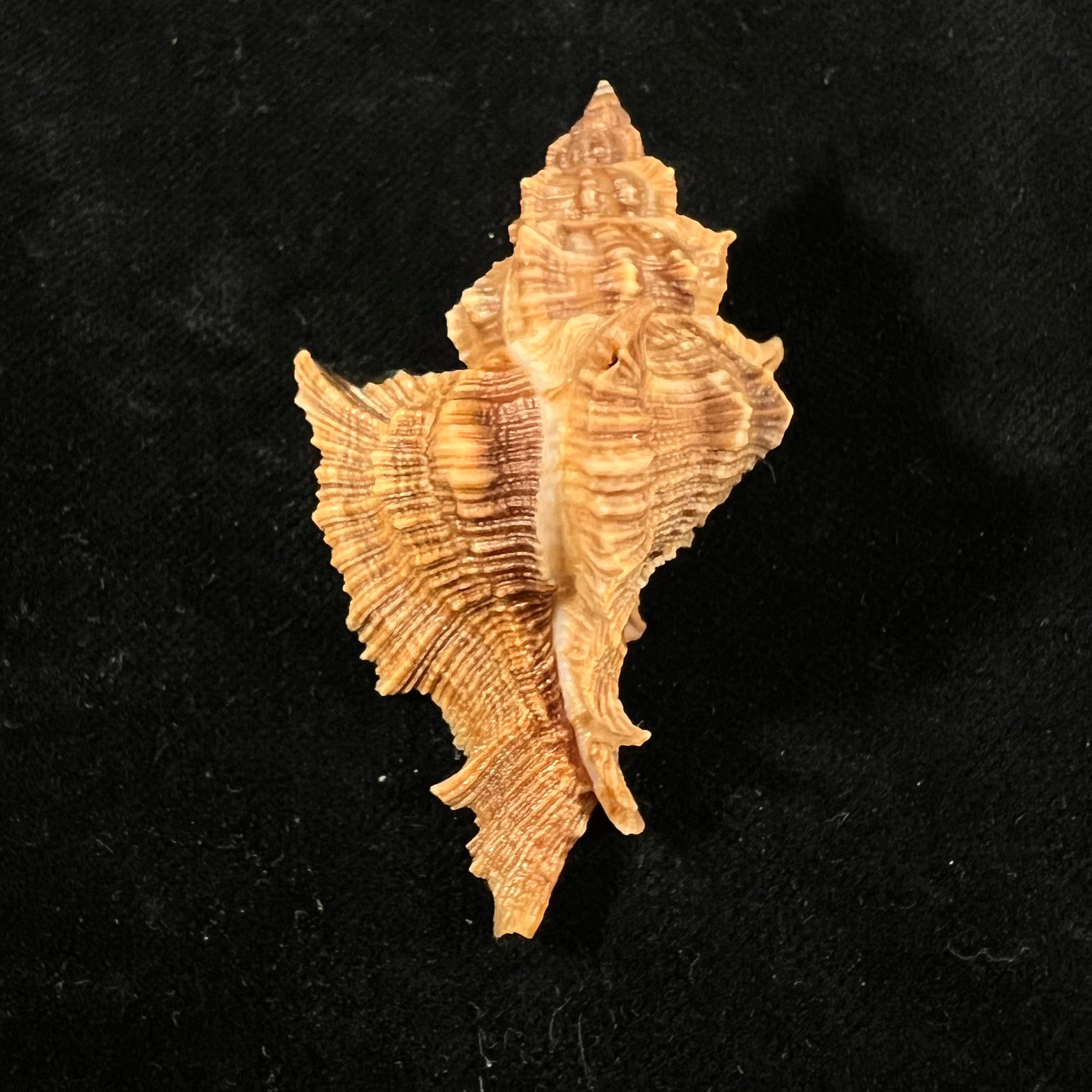 Siratus senegalensis (Gmelin, 1791) - 59mm