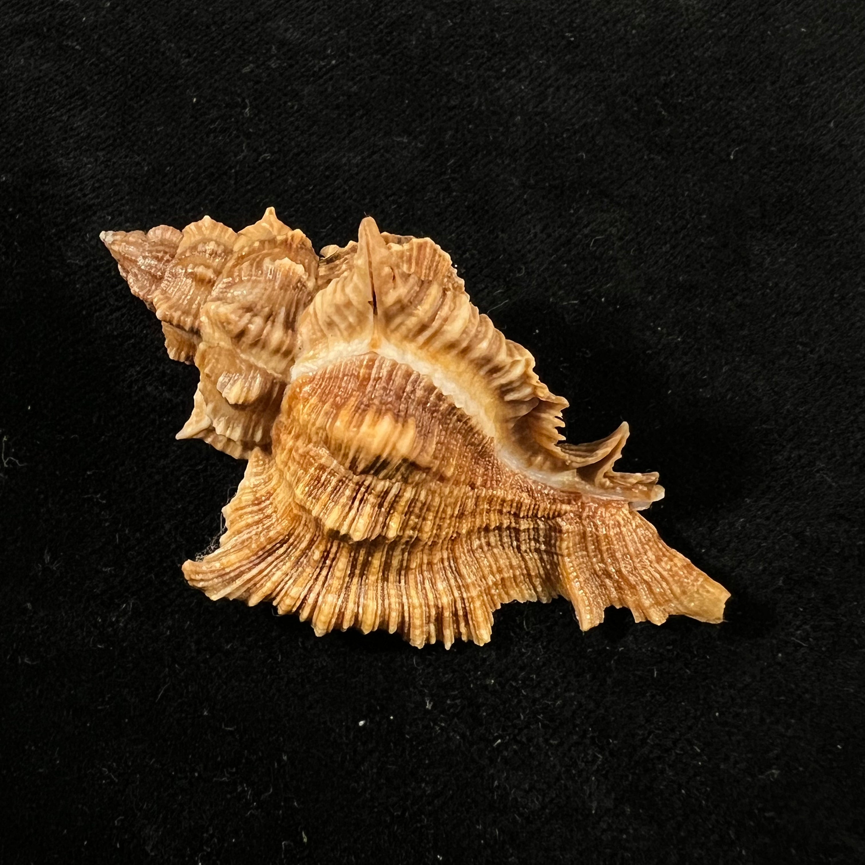 Siratus senegalensis (Gmelin, 1791) - 59mm
