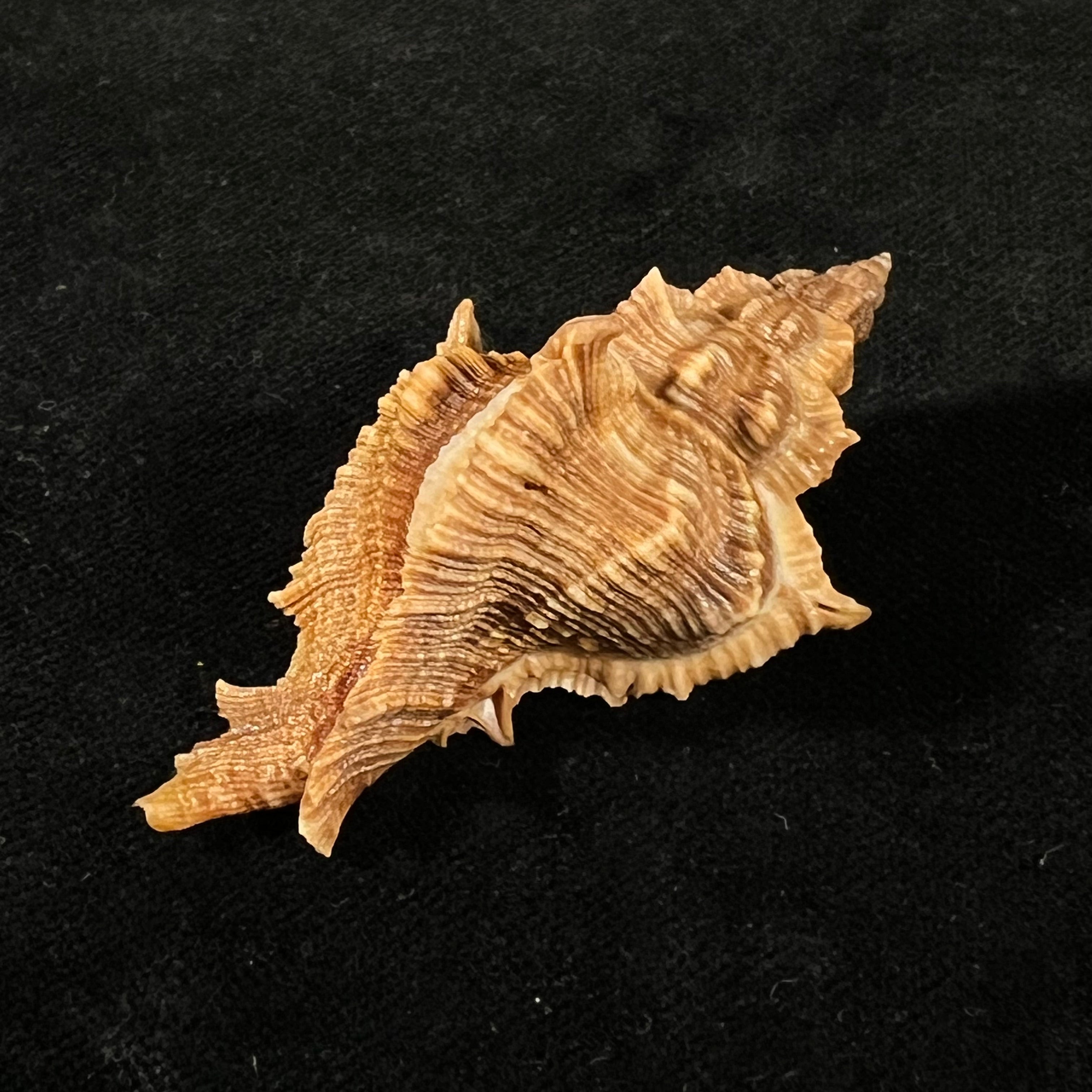Siratus senegalensis (Gmelin, 1791) - 59mm
