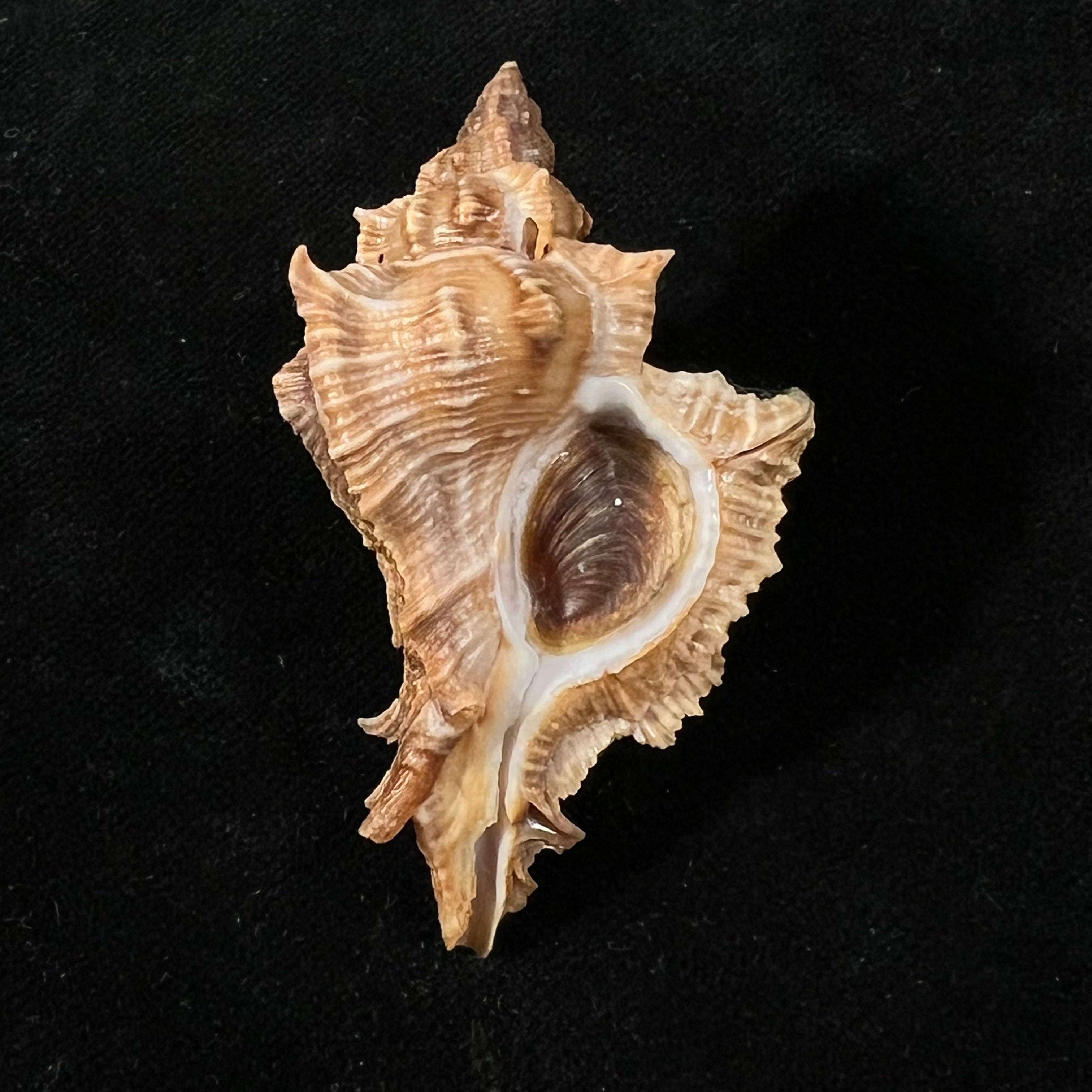 Siratus senegalensis (Gmelin, 1791) - 59mm