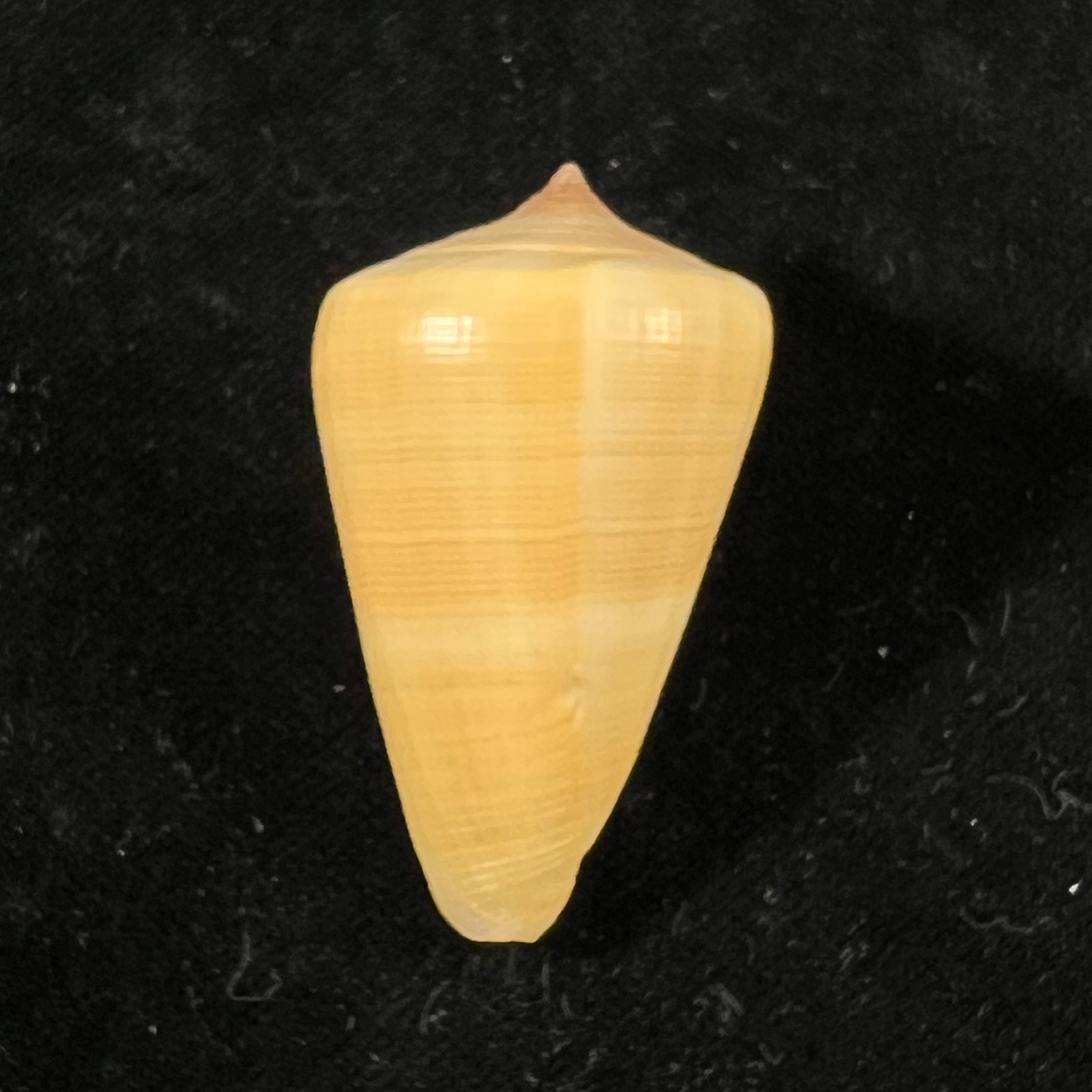 Conus quercinus (Lightfoot, 1786) - 45mm