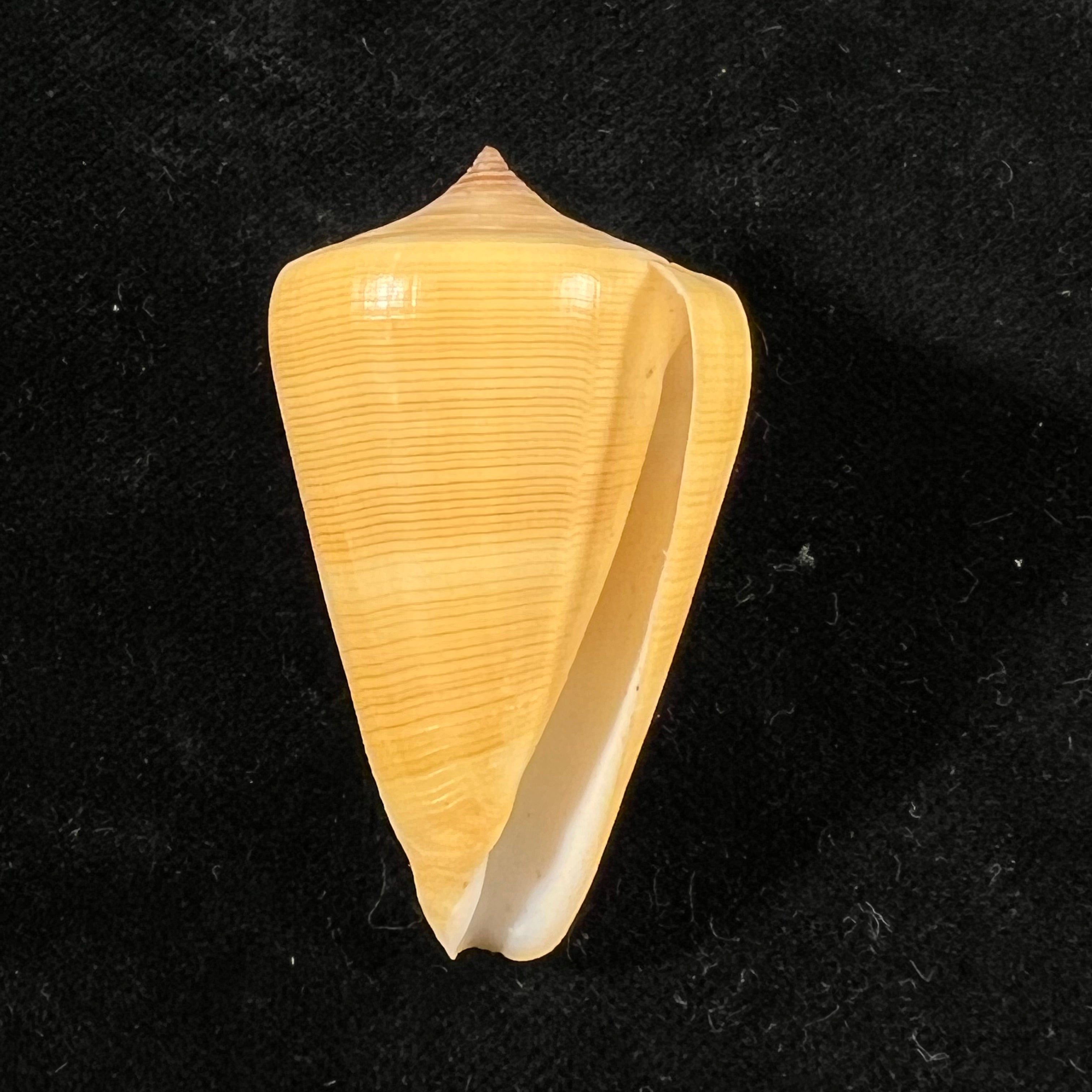 Conus quercinus (Lightfoot, 1786) - 45mm