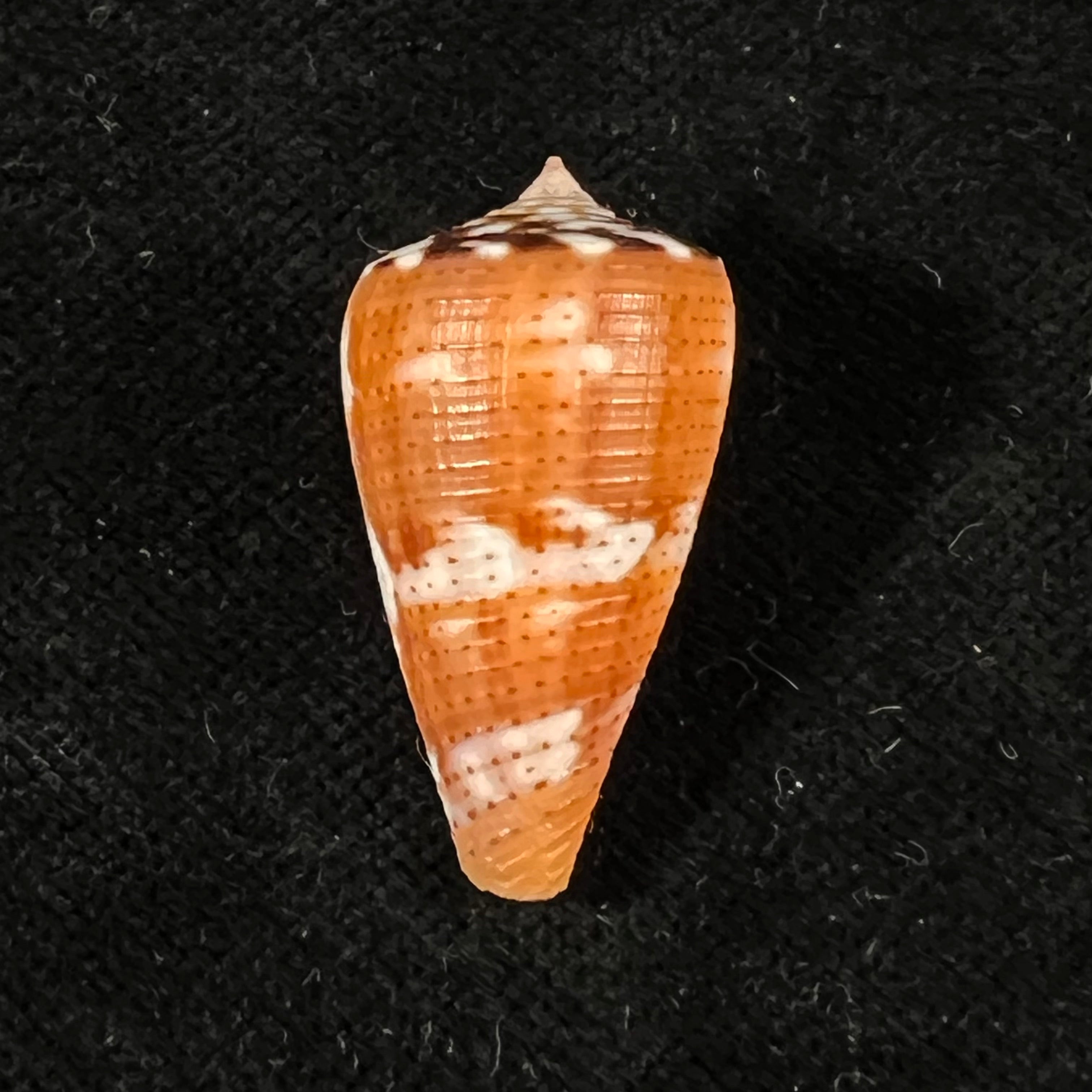 Conus vittatus Hwass in Bruguière, 1792 - 27,9mm