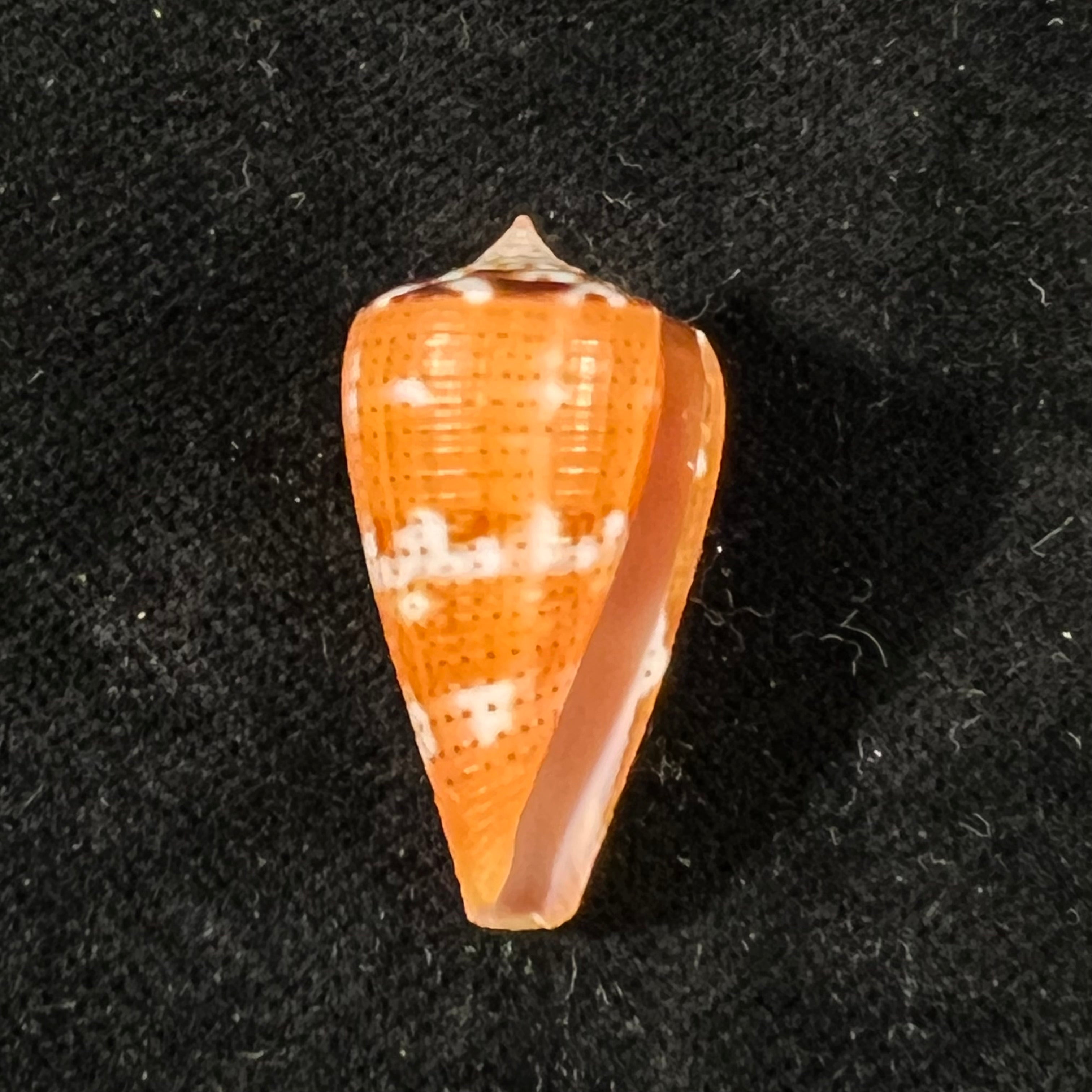 Conus vittatus Hwass in Bruguière, 1792 - 27,9mm