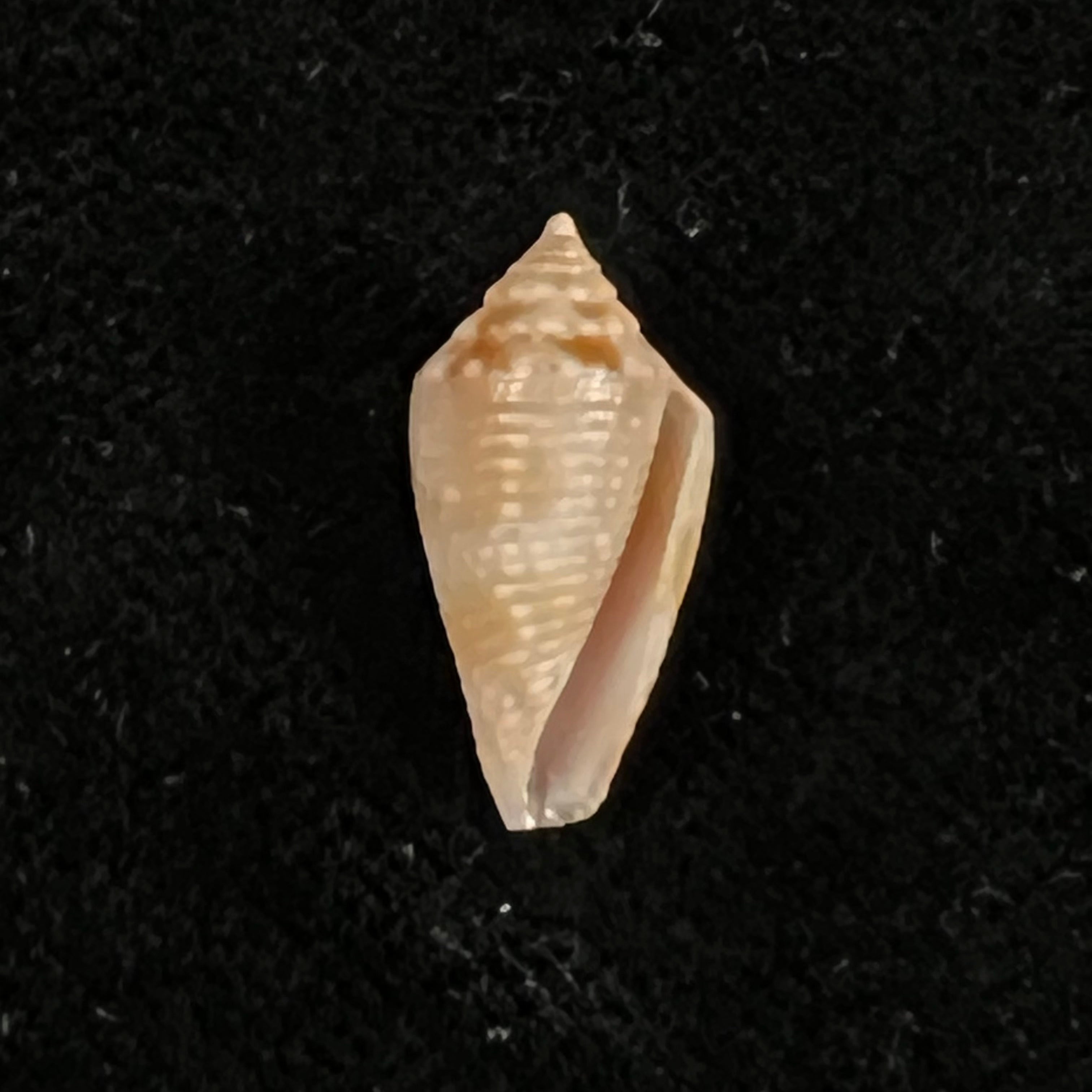 Conasprella josei Petuch & Berschauer, 2016 - 16,1mm