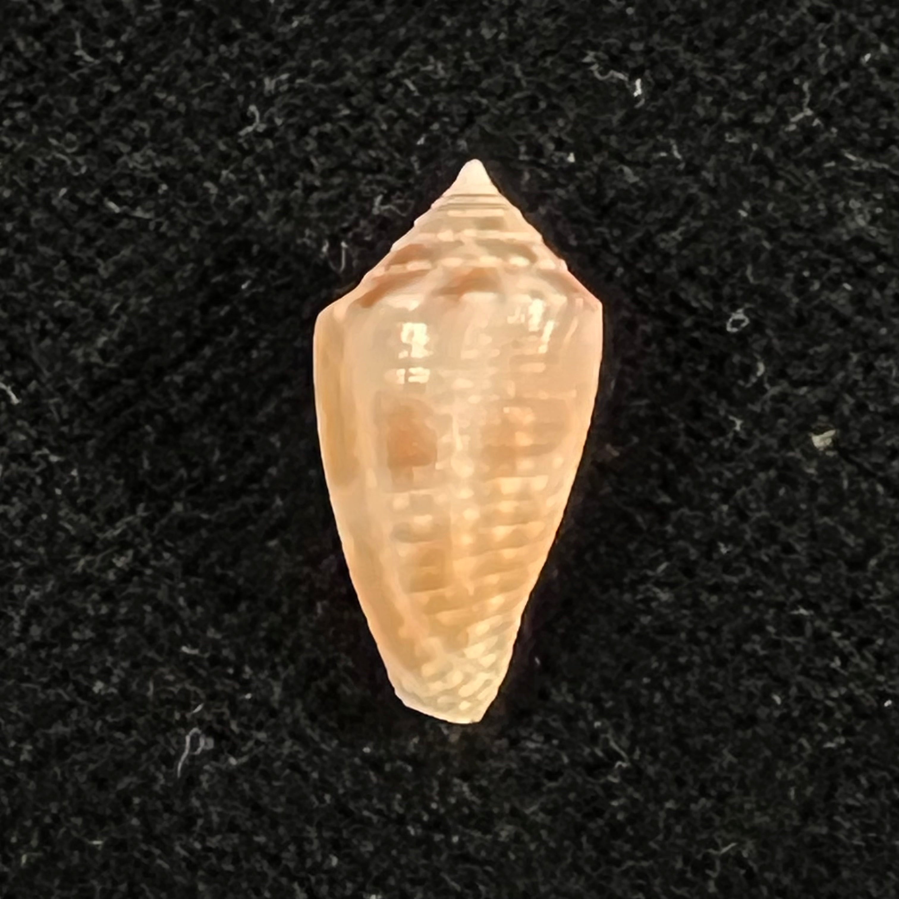 Conasprella josei Petuch & Berschauer, 2016 - 16,3mm