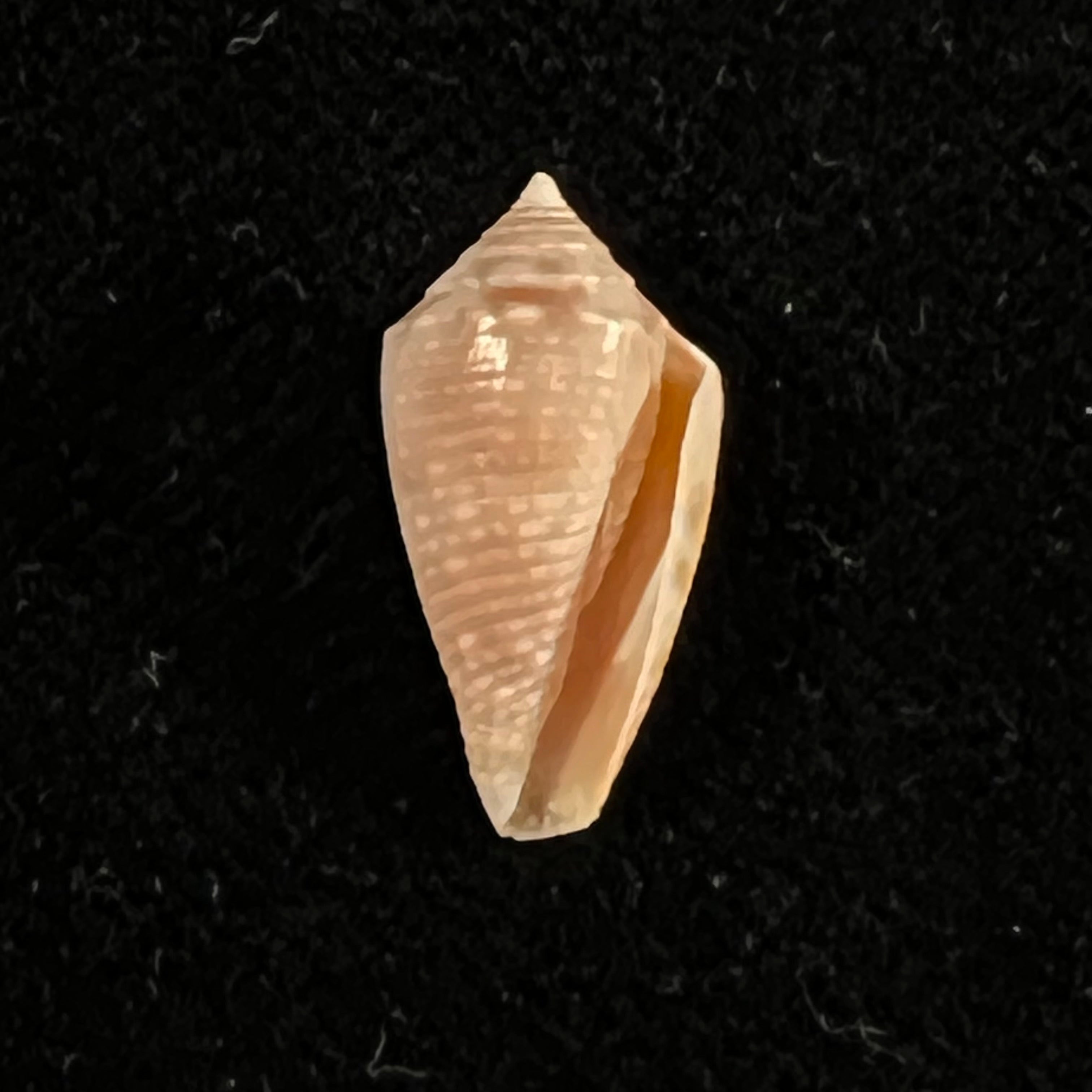 Conasprella josei Petuch & Berschauer, 2016 - 16,3mm