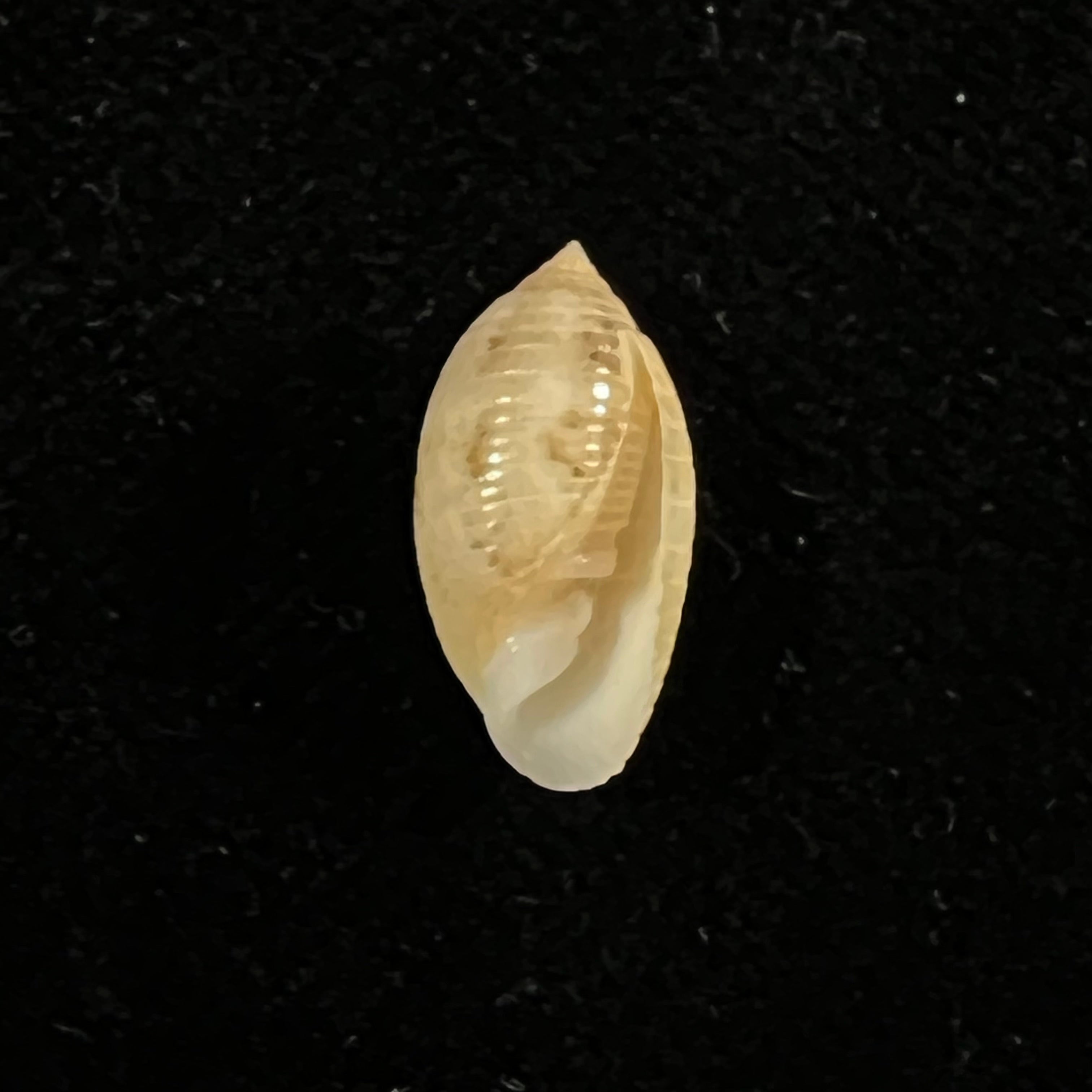 Pupa sulcata (Gmelin, 1791) - 15,4mm