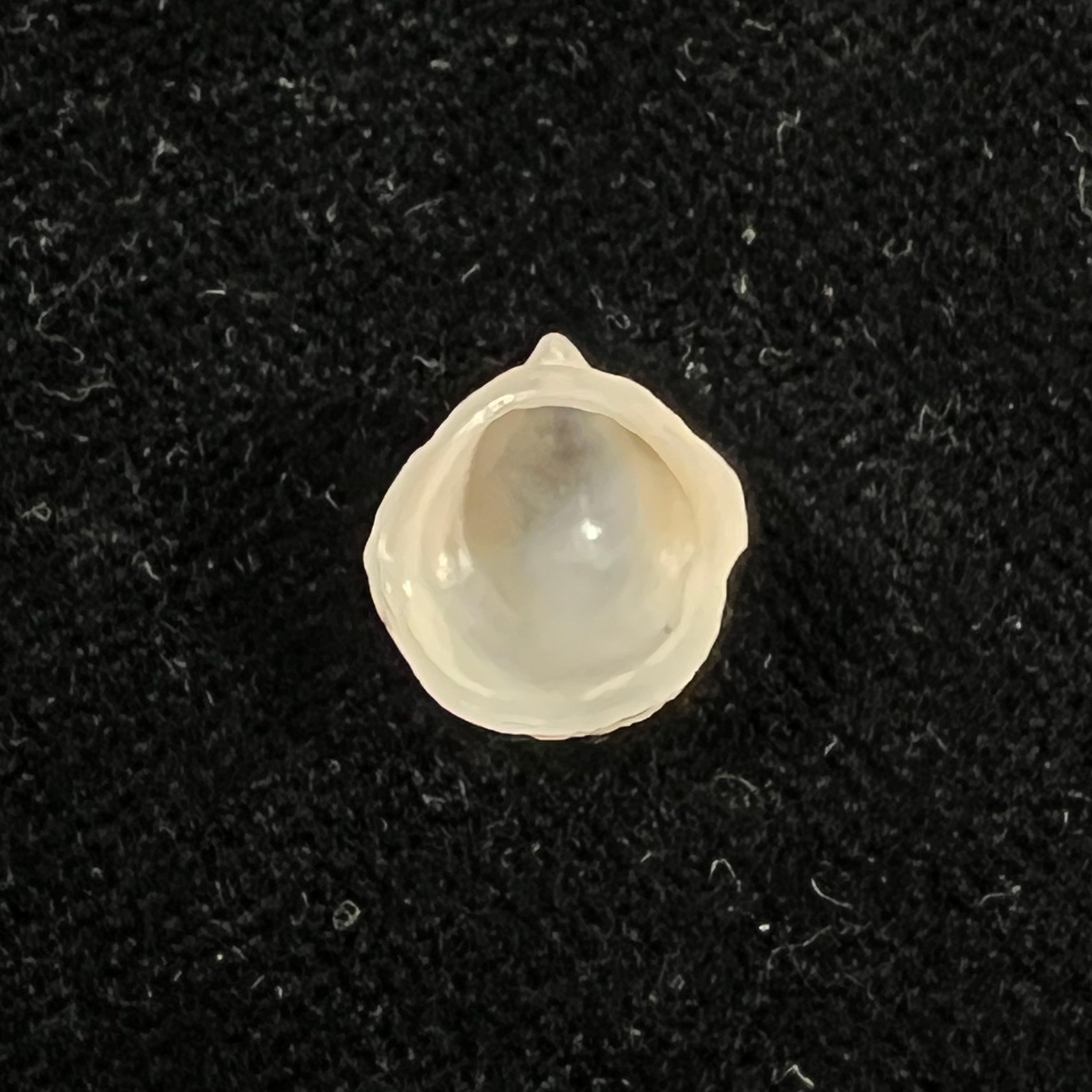 Capulus ungaricus (Linnaeus, 1758) - 11,5mm