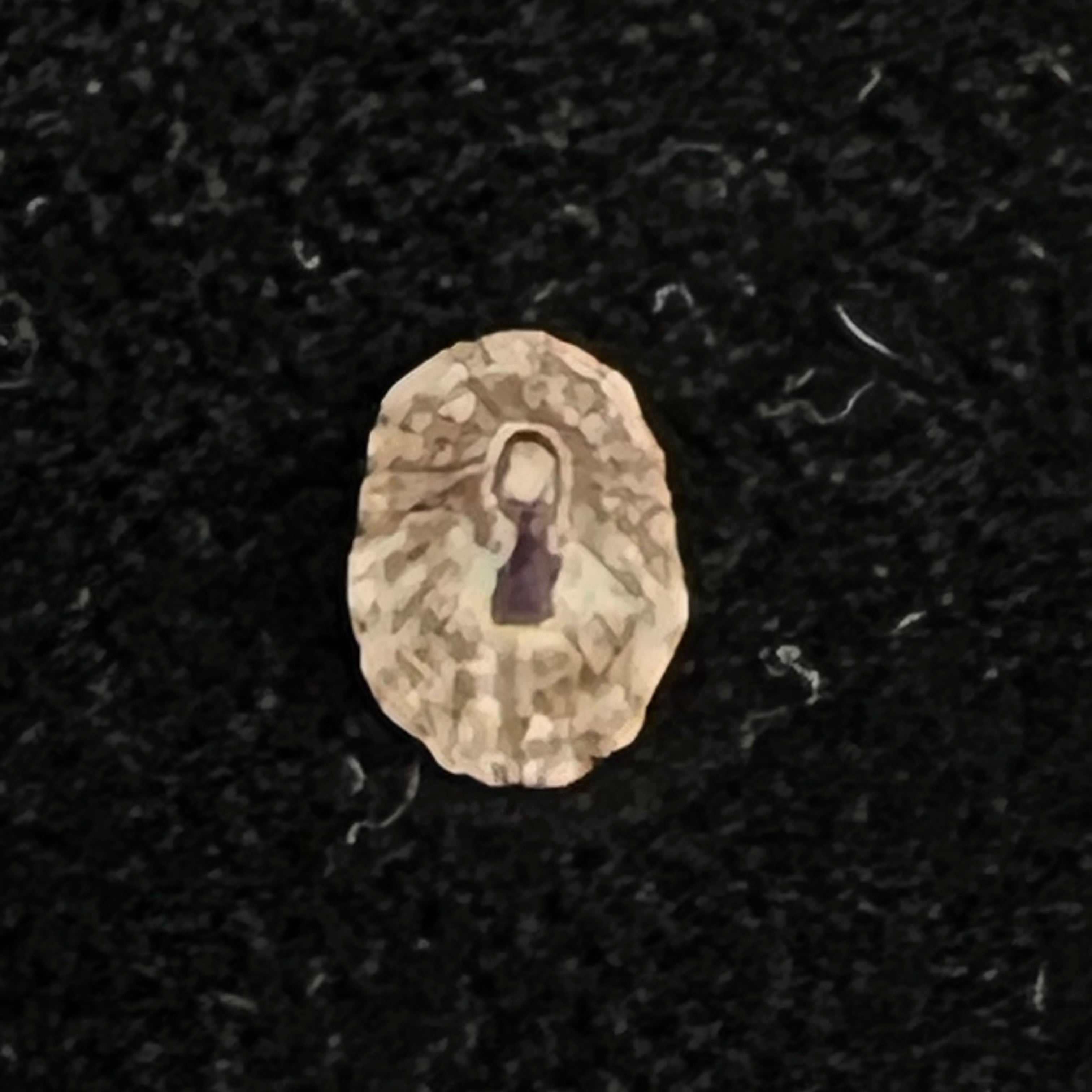 Lottia marcusi (Righi, 1966) - 7,2mm