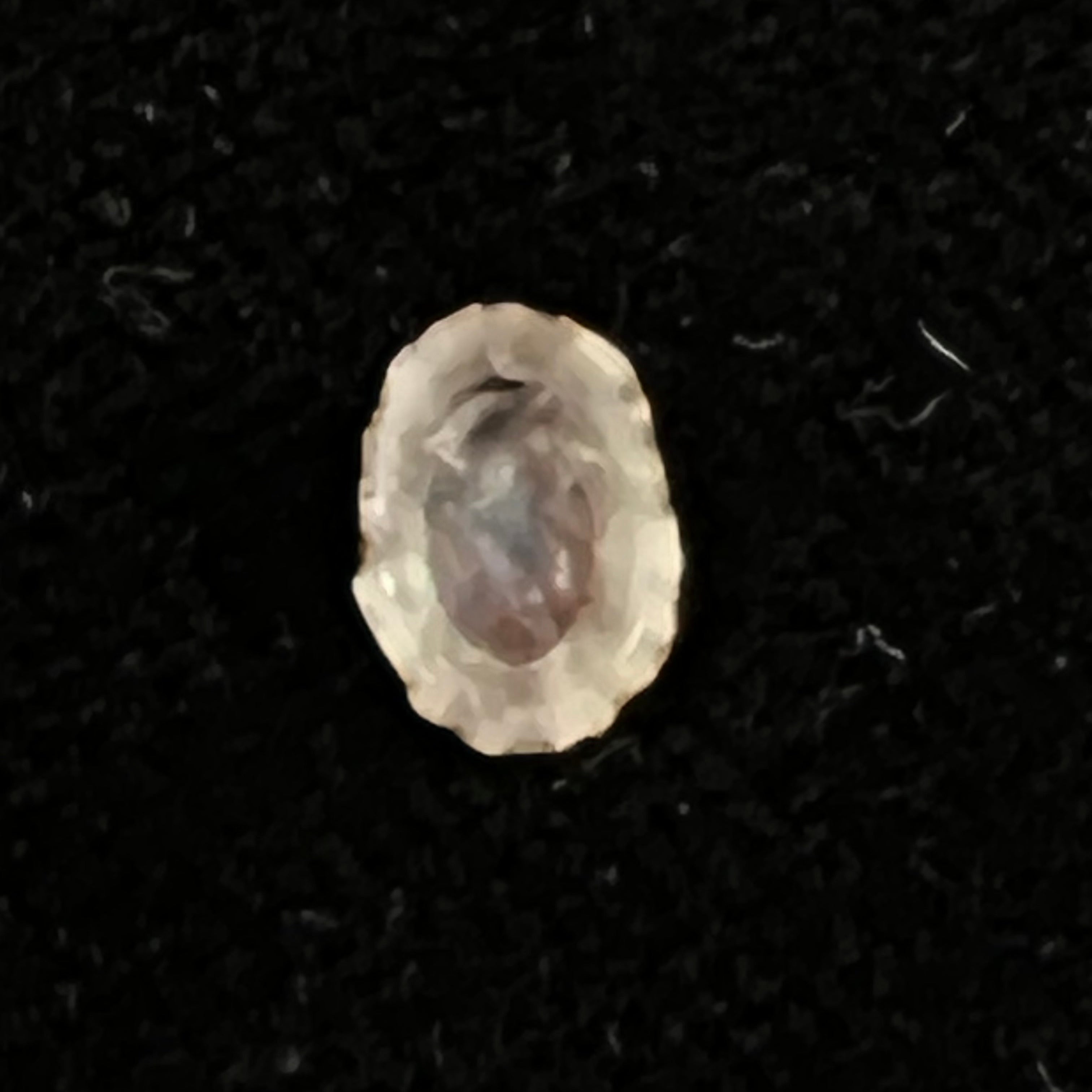 Lottia marcusi (Righi, 1966) - 7,2mm