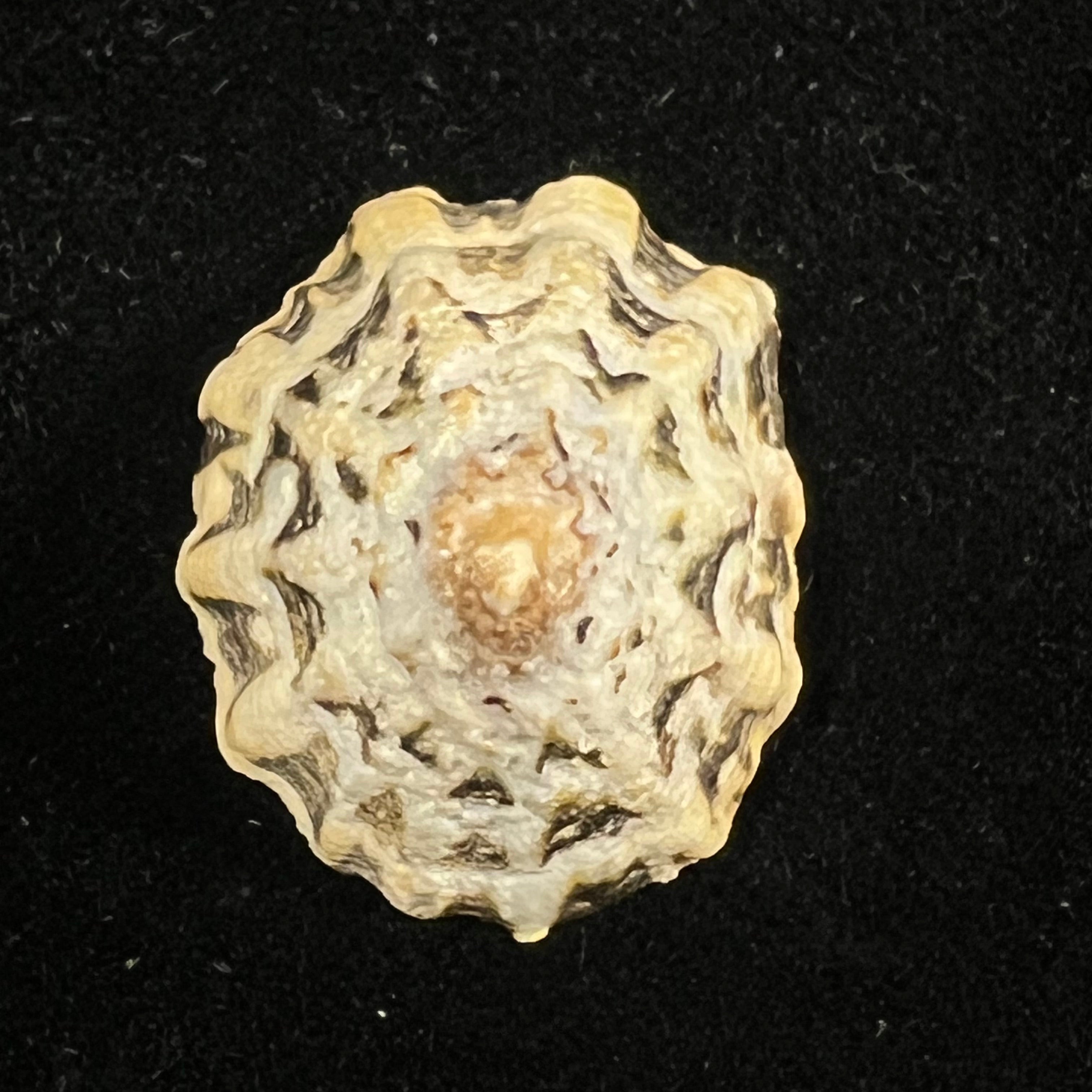 Scurria zebrina (R. P. Lesson, 1831) - 28,6mm