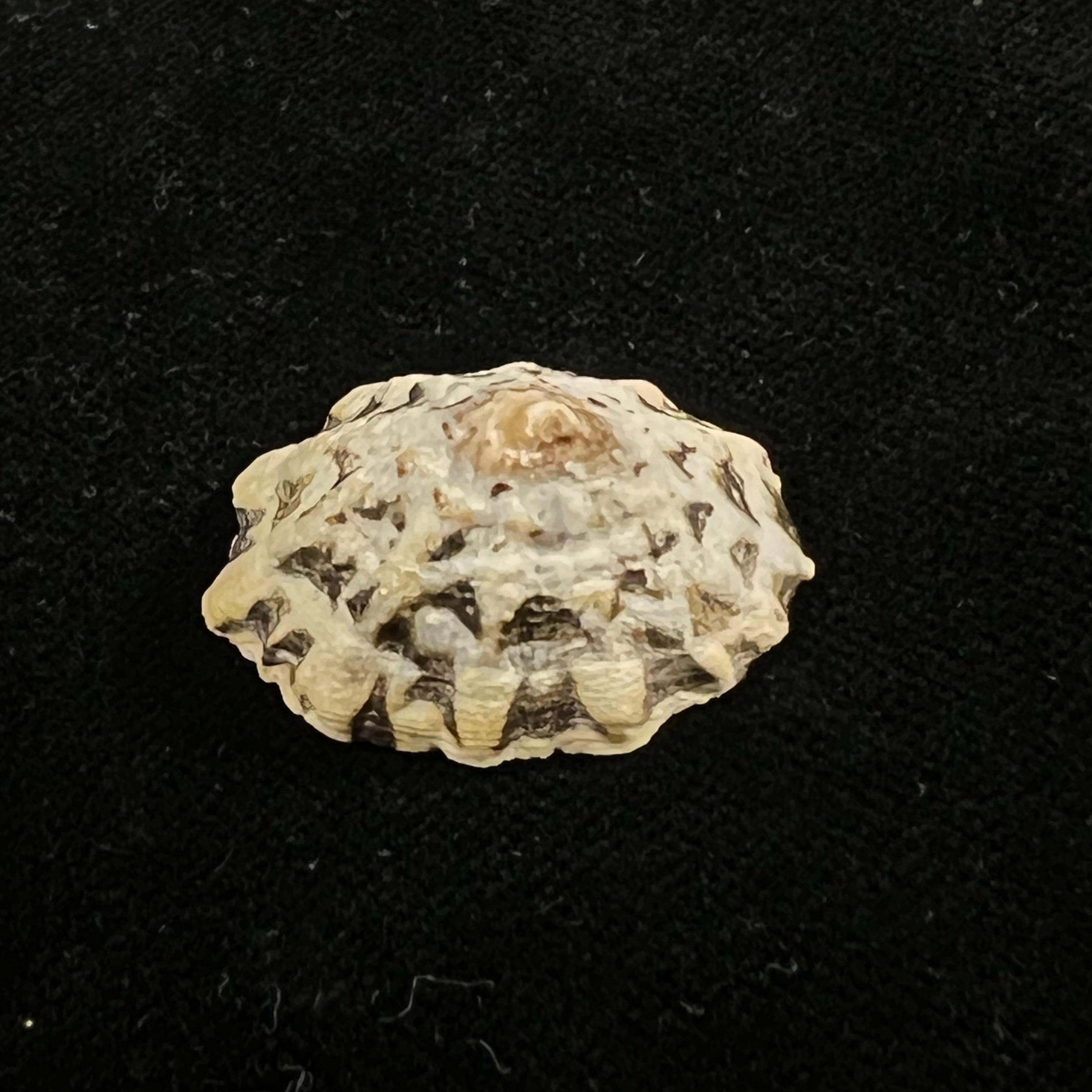 Scurria zebrina (R. P. Lesson, 1831) - 28,6mm