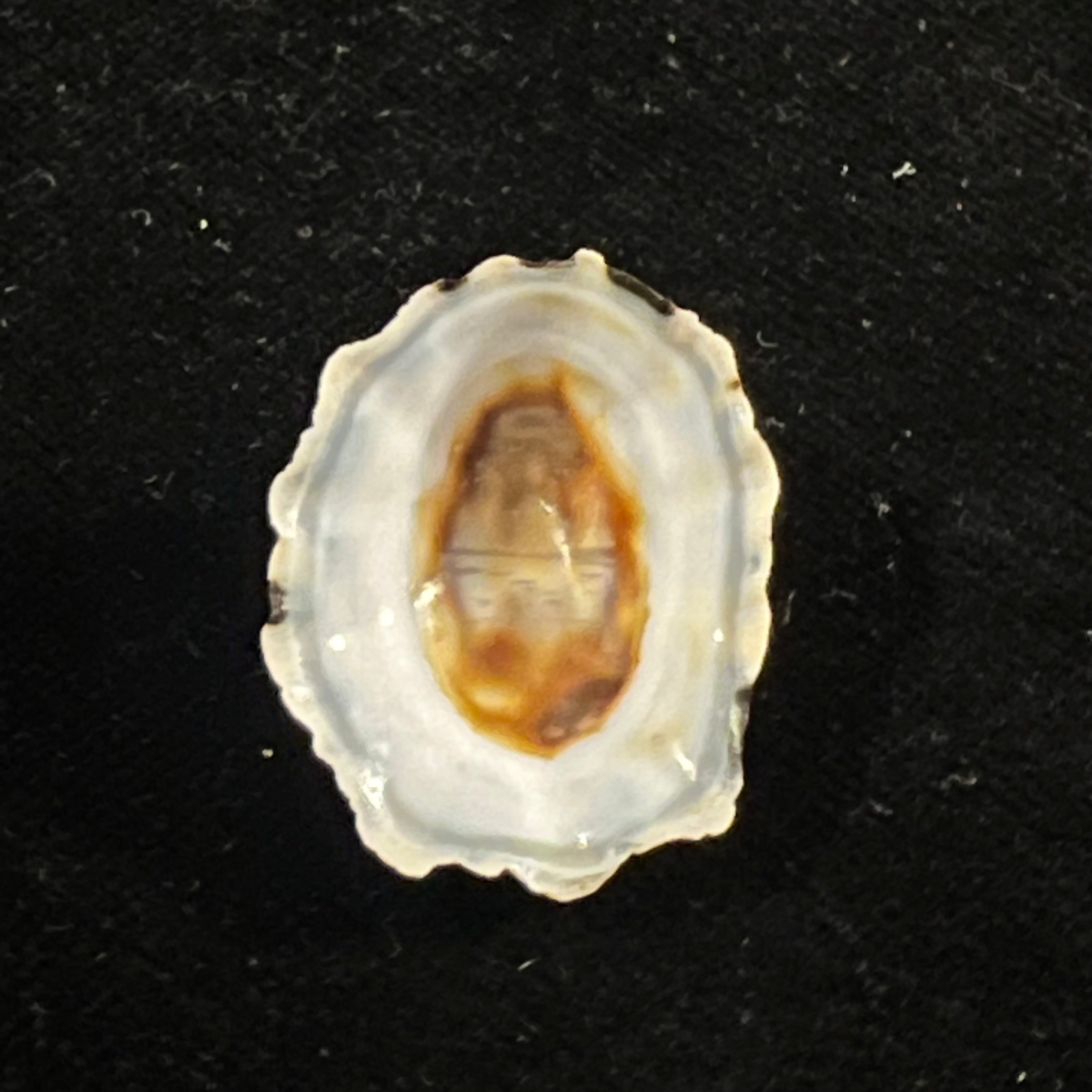 Scurria zebrina (R. P. Lesson, 1831) - 28,6mm