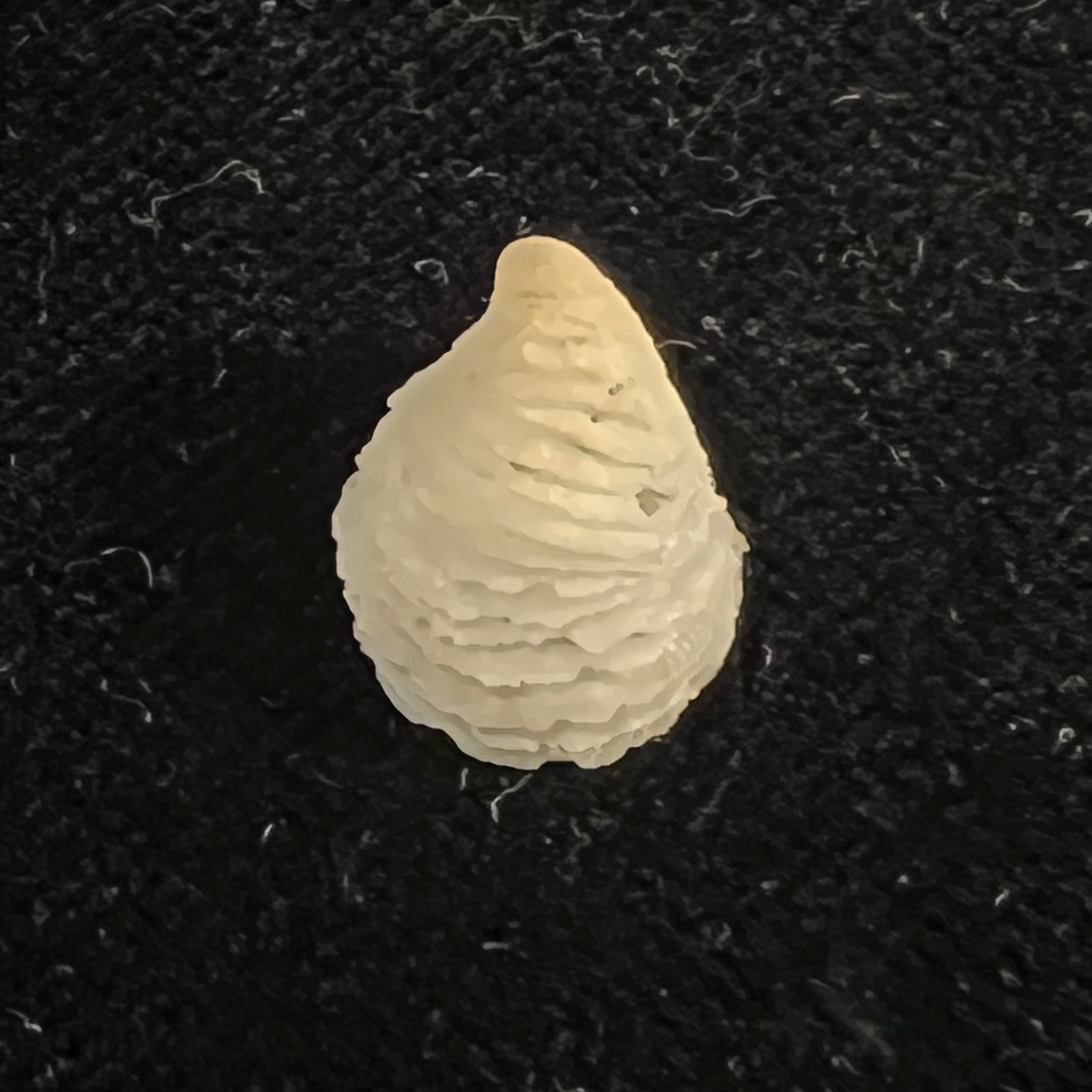 Hipponix leptus Simone, 2002 - 15mm