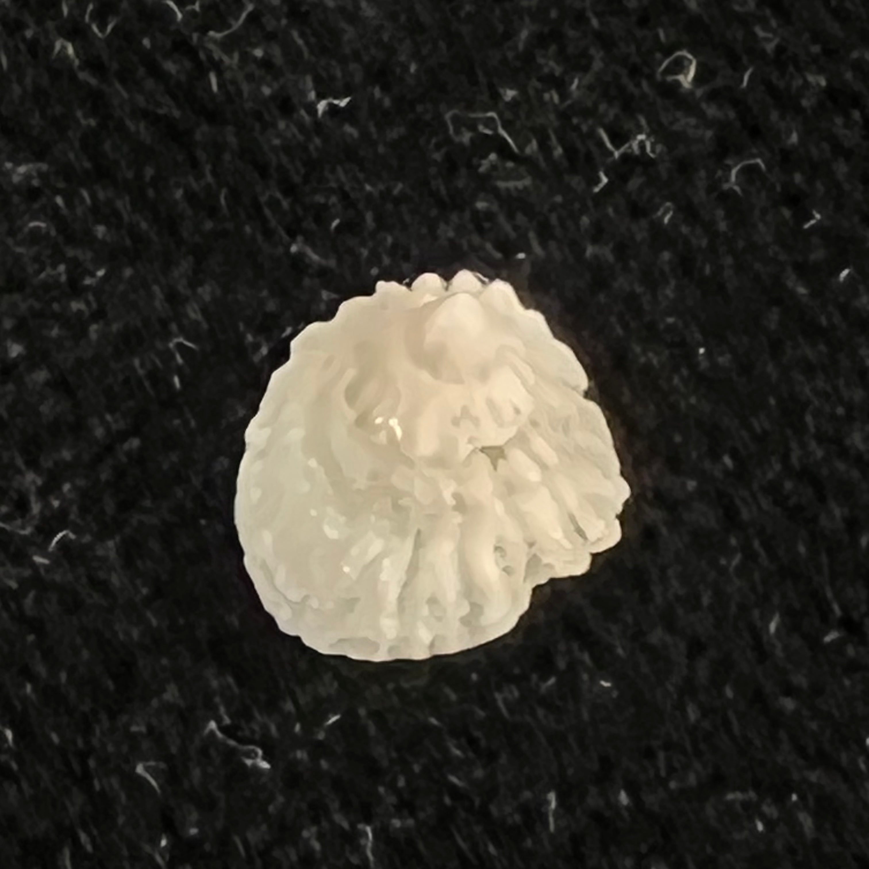Hipponix grayanus Menke, 1853 - 8,5mm
