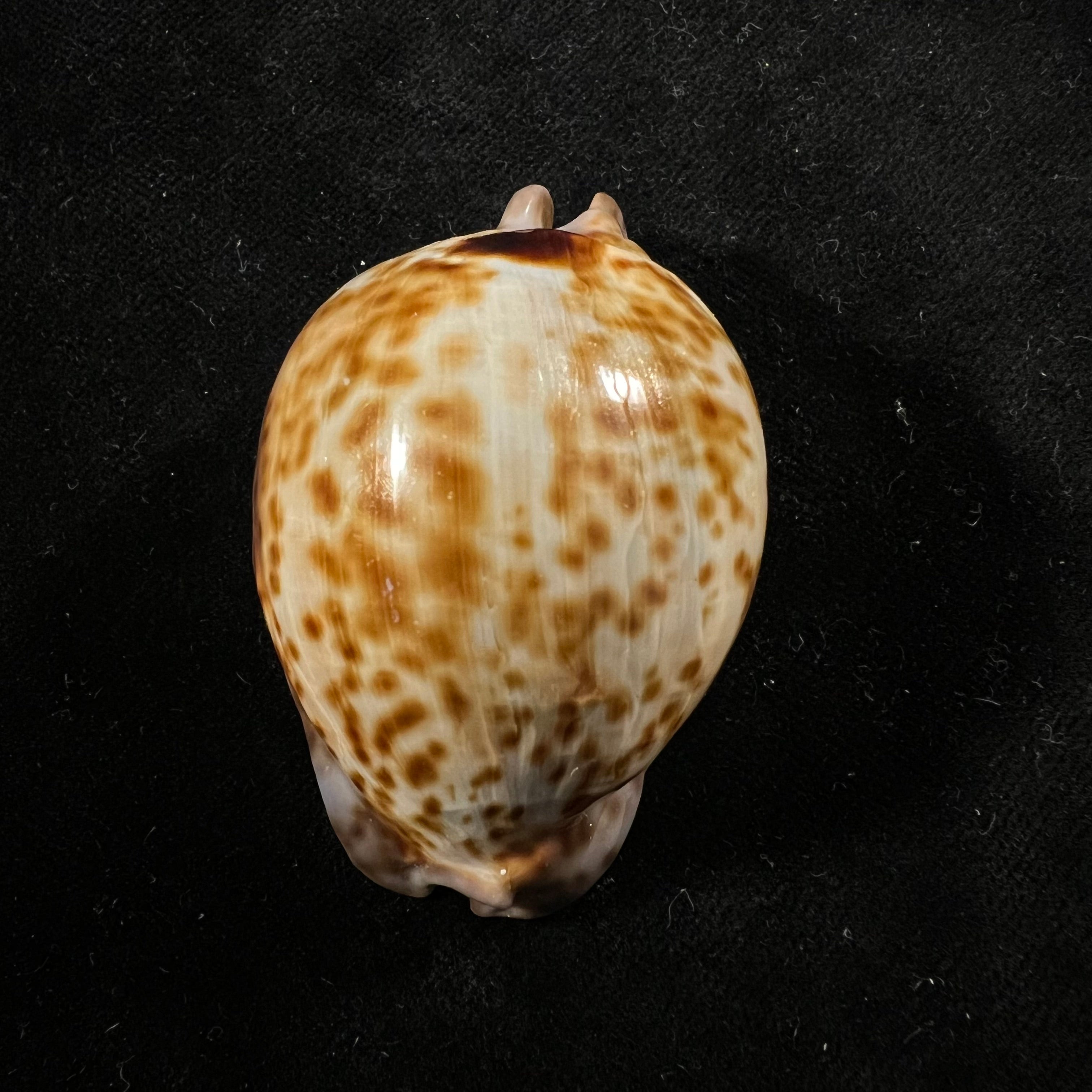 Trona stercoraria stercoraria Linnaeus, 1758 - 56mm