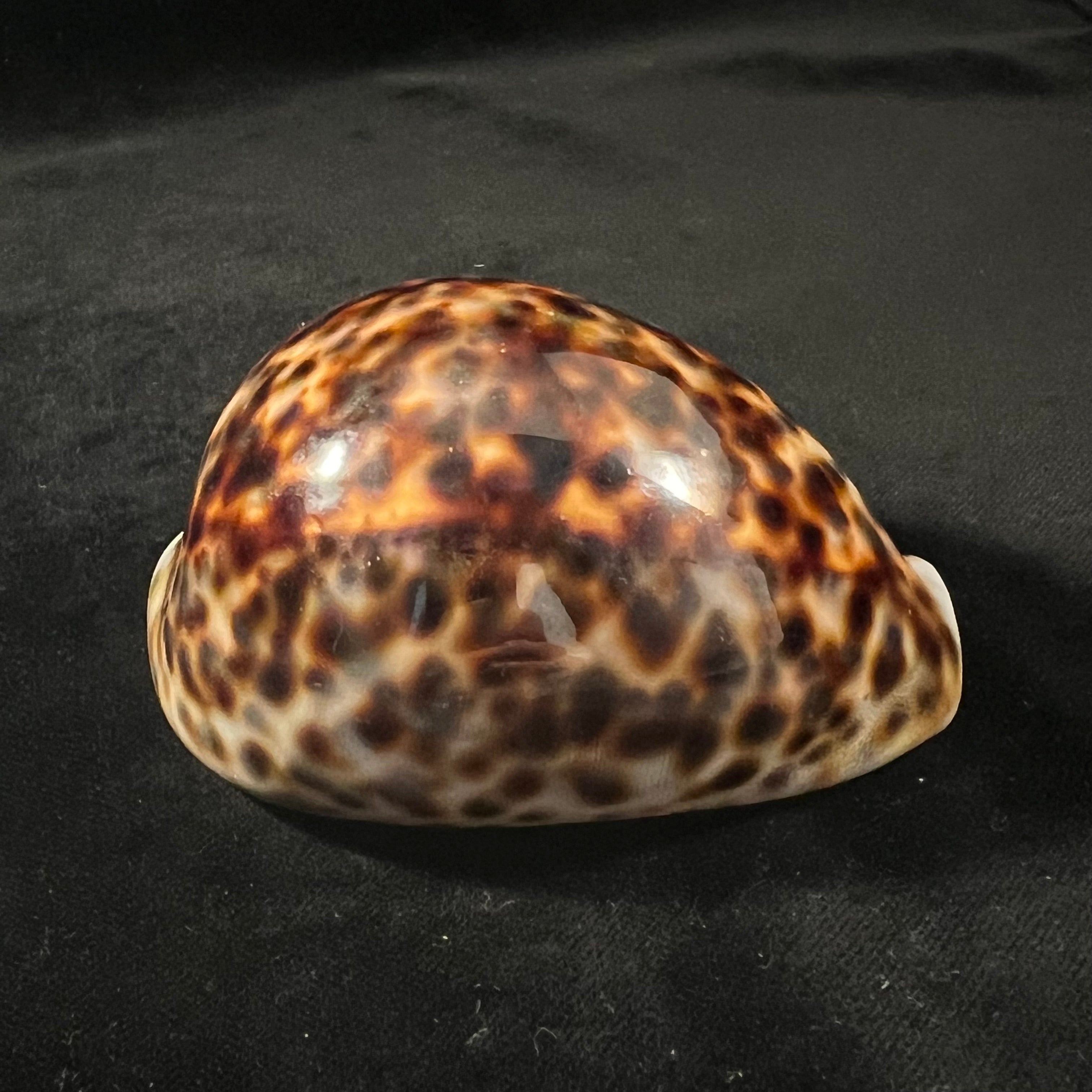 Cypraea tigris Linnaeus, 1758 - 90mm