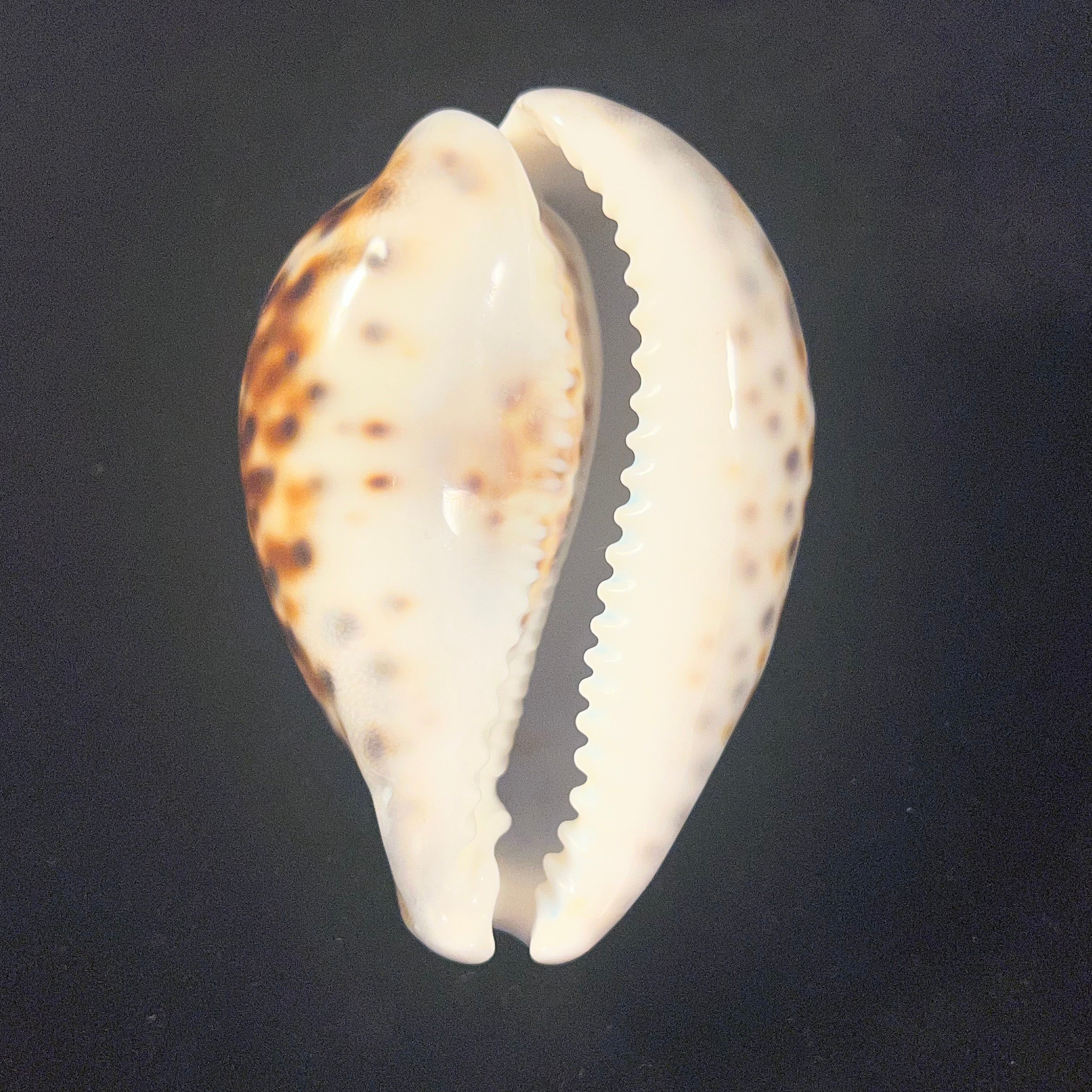 Cypraea tigris Linnaeus, 1758 - 90mm