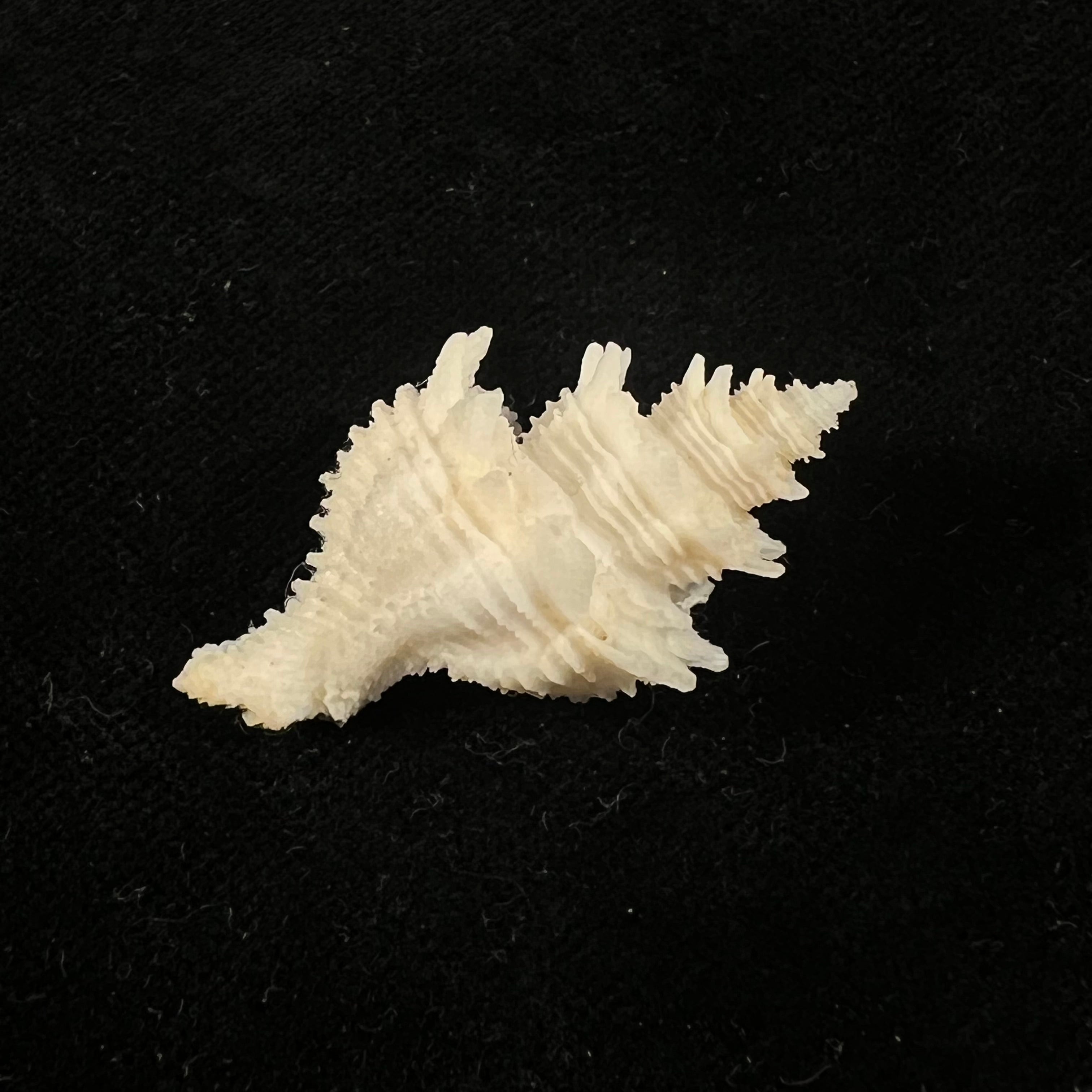 Babelomurex basilium (Penna-Neme & Leme, 1978) - 36,6mm