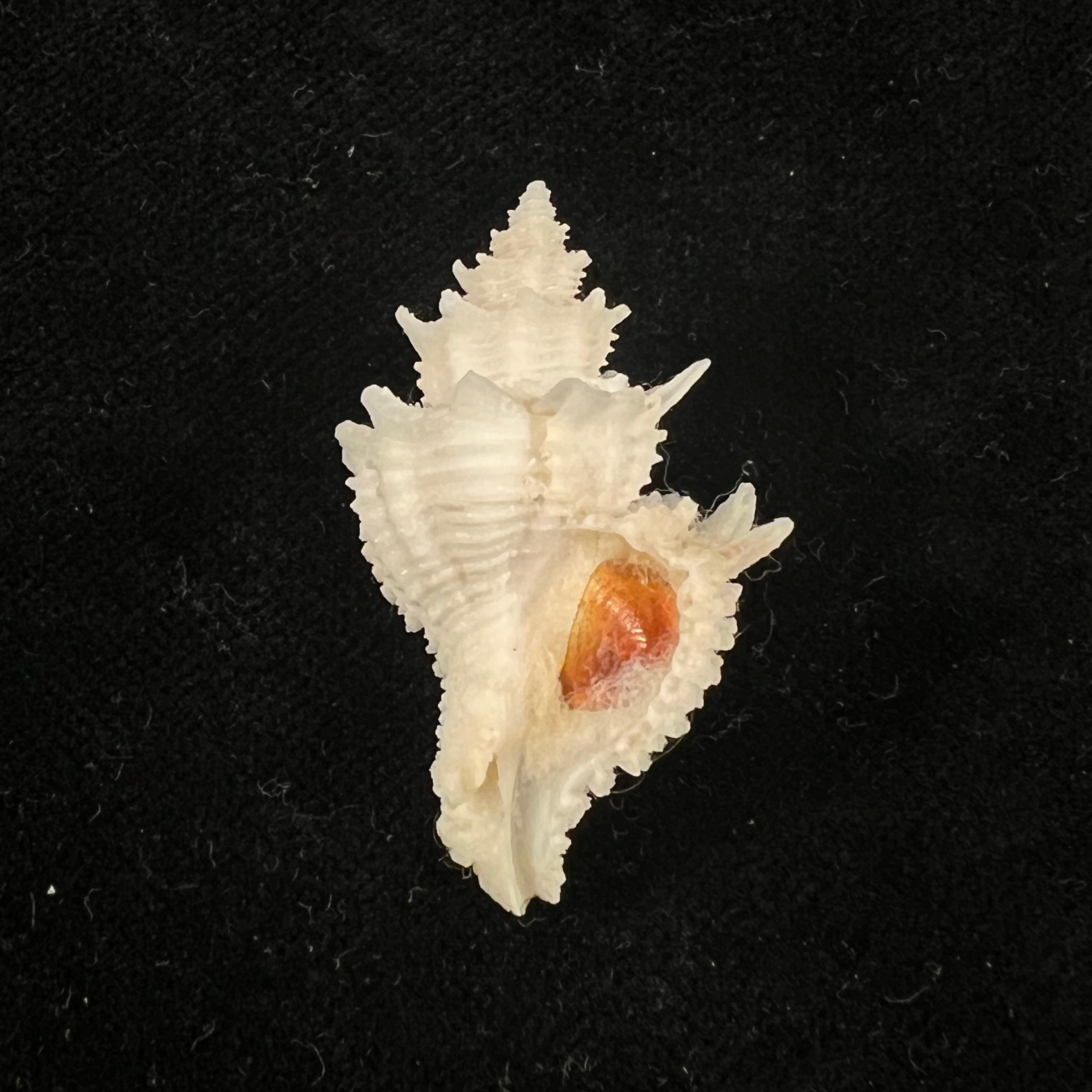 Babelomurex basilium (Penna-Neme & Leme, 1978) - 36,6mm