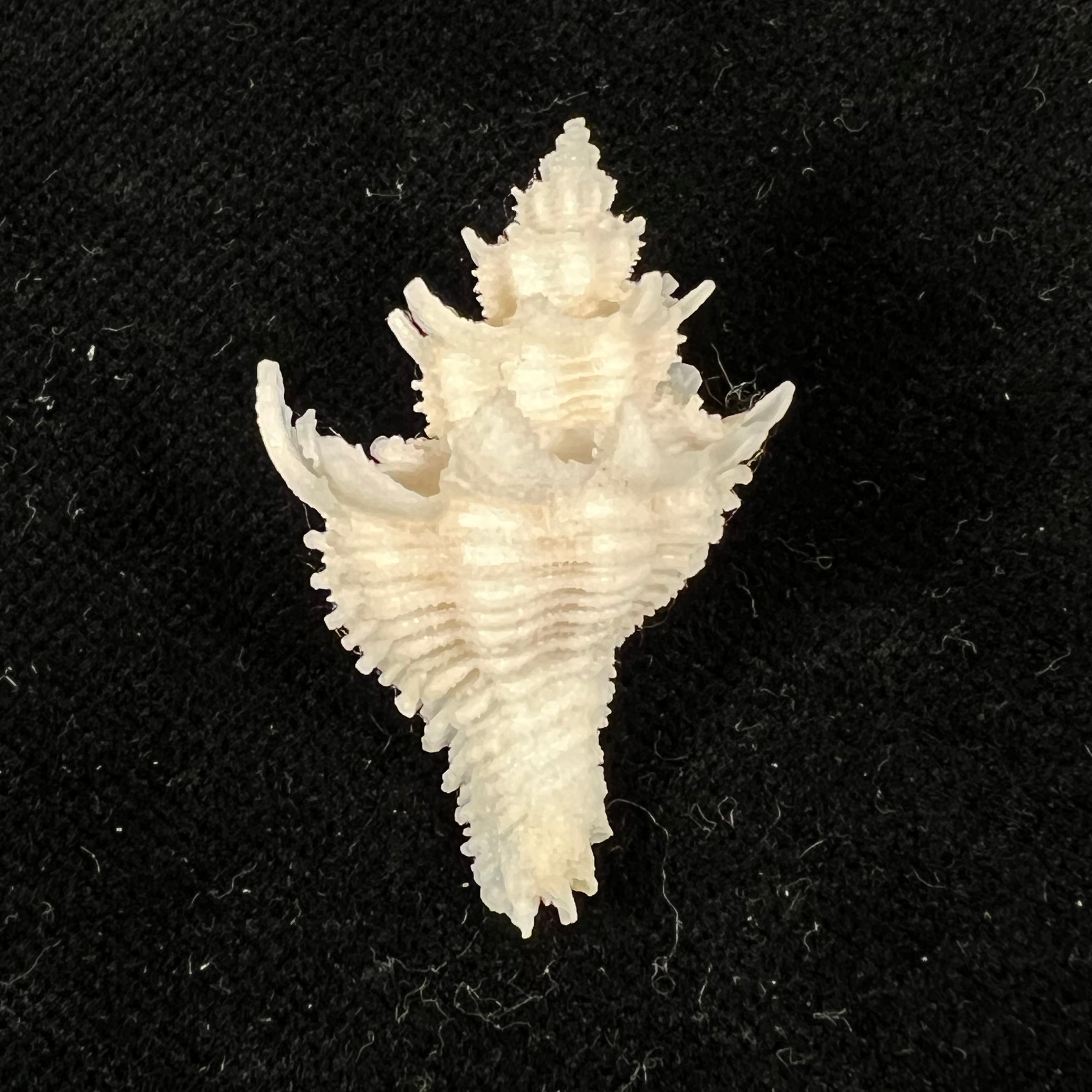 Babelomurex basilium (Penna-Neme & Leme, 1978) - 32,6mm