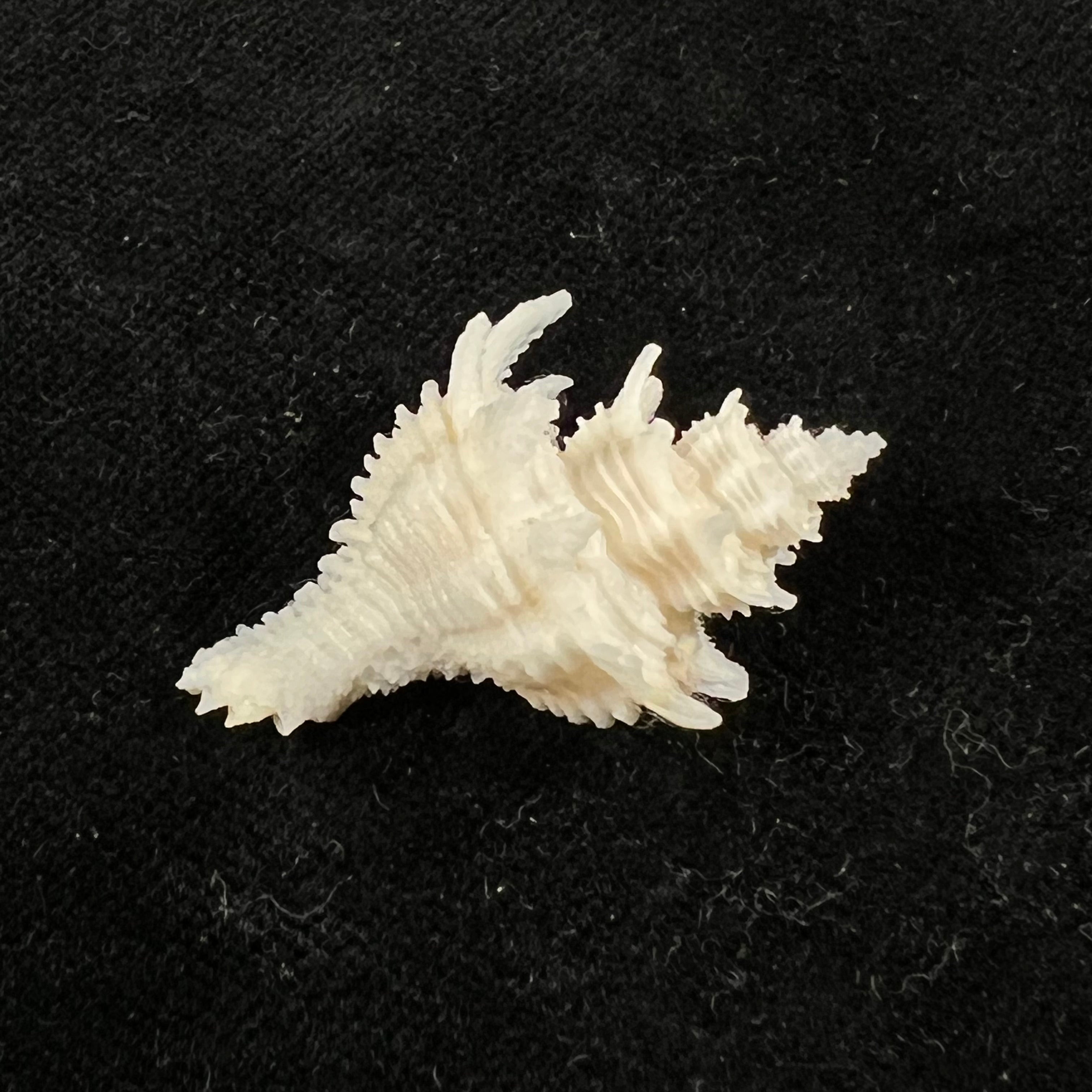 Babelomurex basilium (Penna-Neme & Leme, 1978) - 32,6mm
