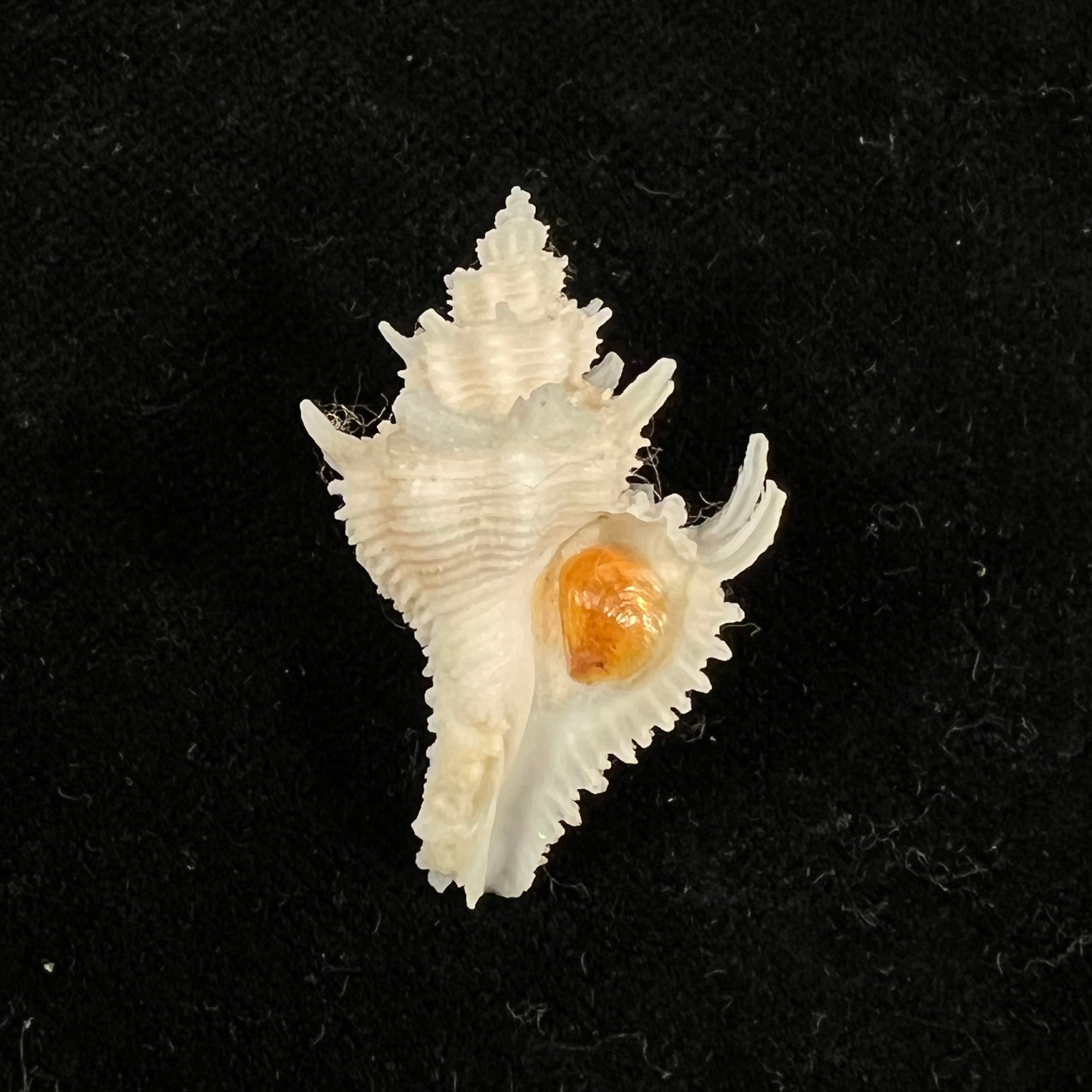 Babelomurex basilium (Penna-Neme & Leme, 1978) - 32,6mm