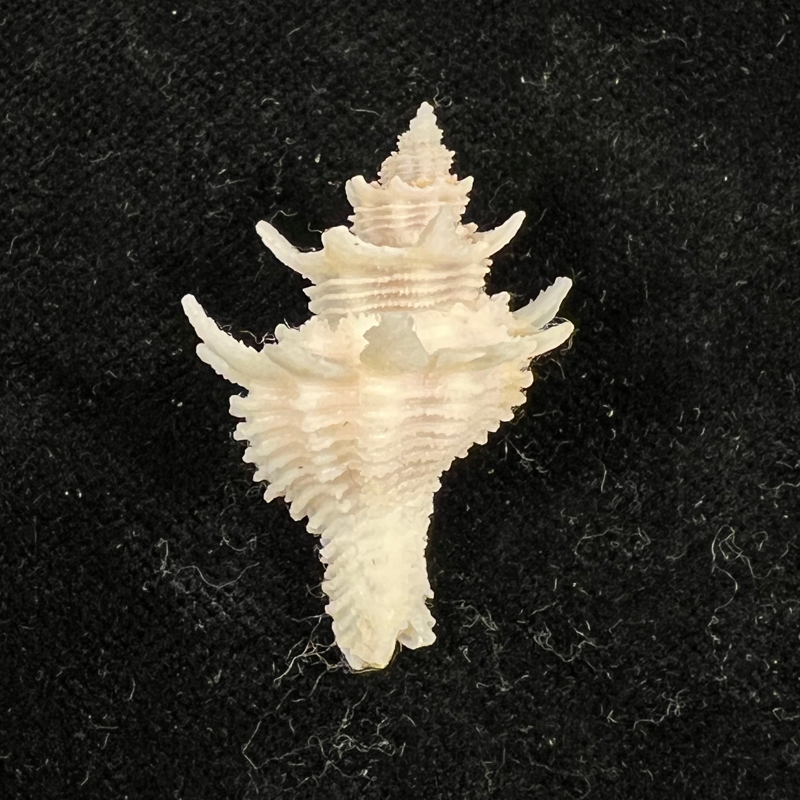 Babelomurex basilium (Penna-Neme & Leme, 1978) - 32,6mm
