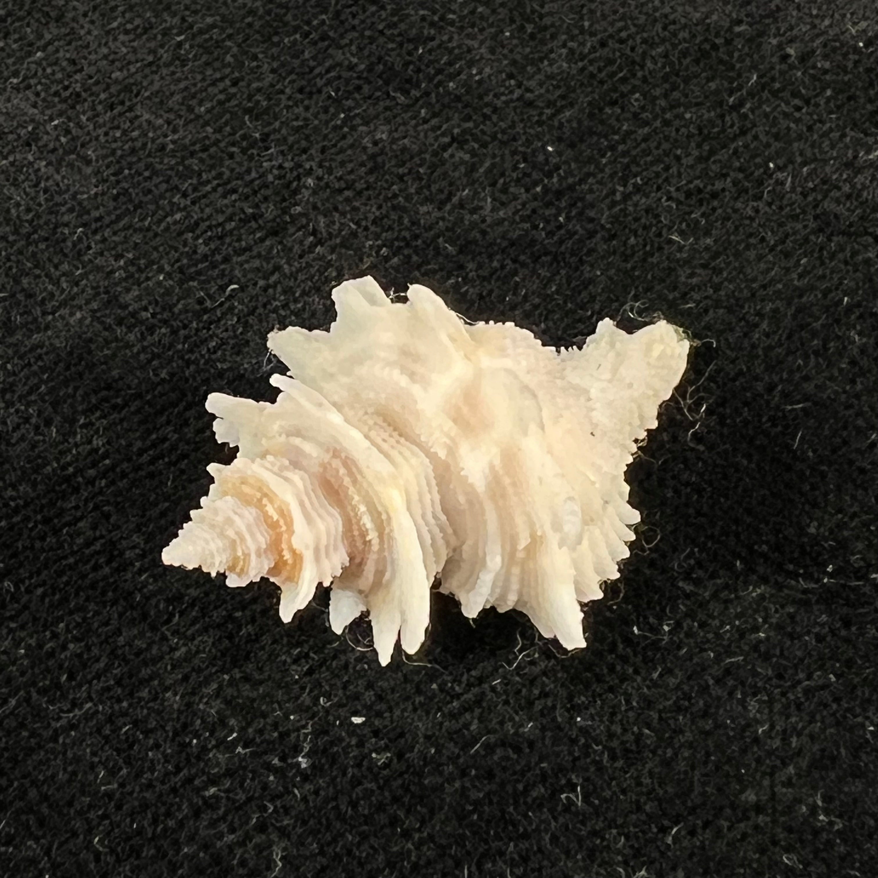 Babelomurex basilium (Penna-Neme & Leme, 1978) - 32,6mm