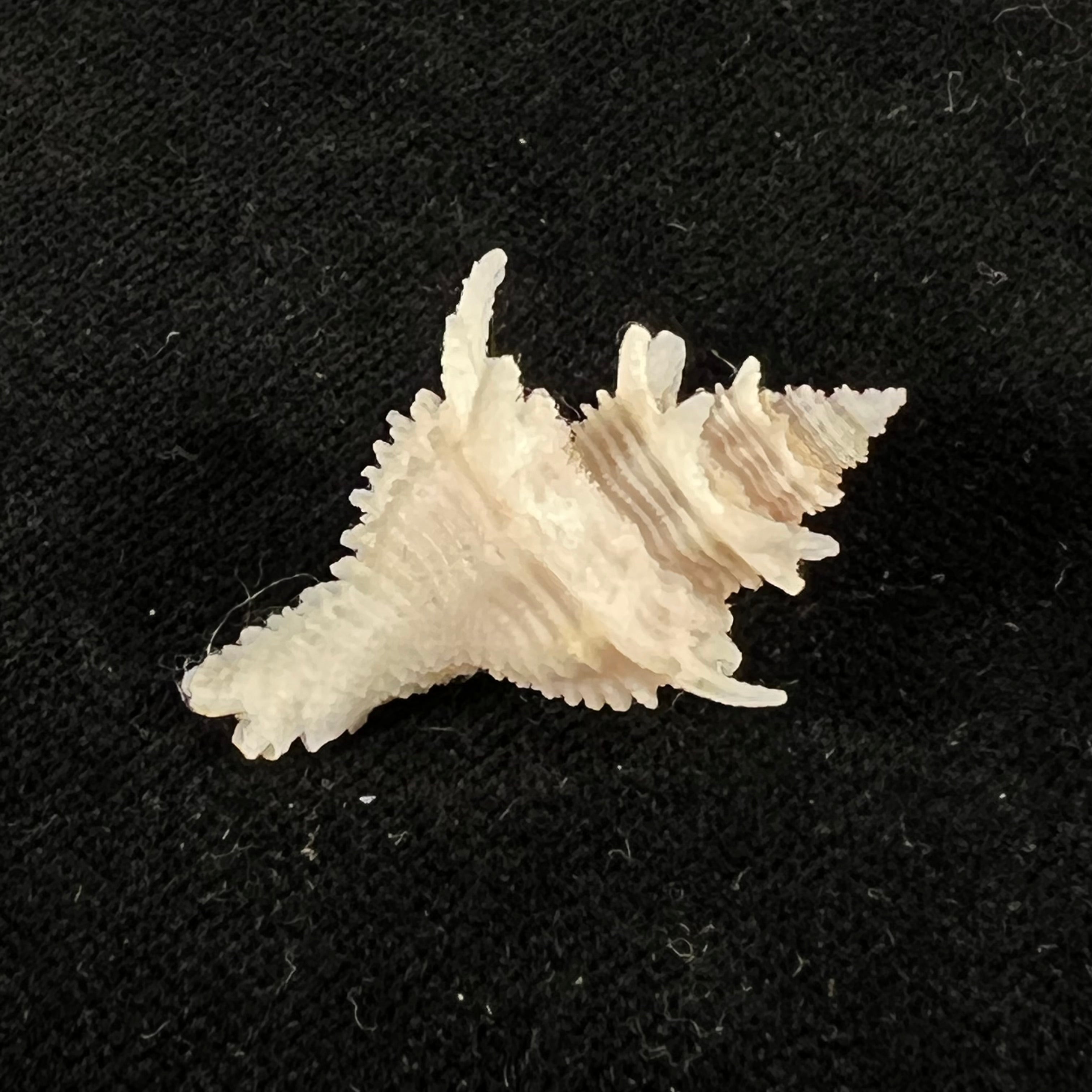 Babelomurex basilium (Penna-Neme & Leme, 1978) - 32,6mm