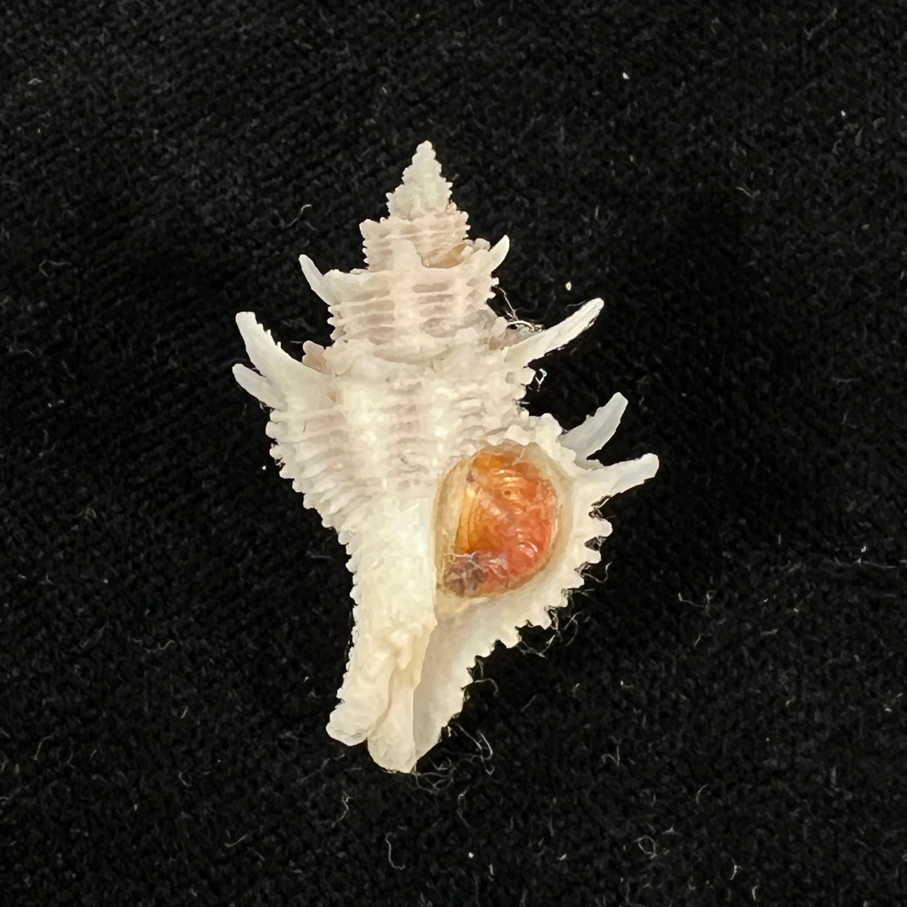 Babelomurex basilium (Penna-Neme & Leme, 1978) - 32,6mm