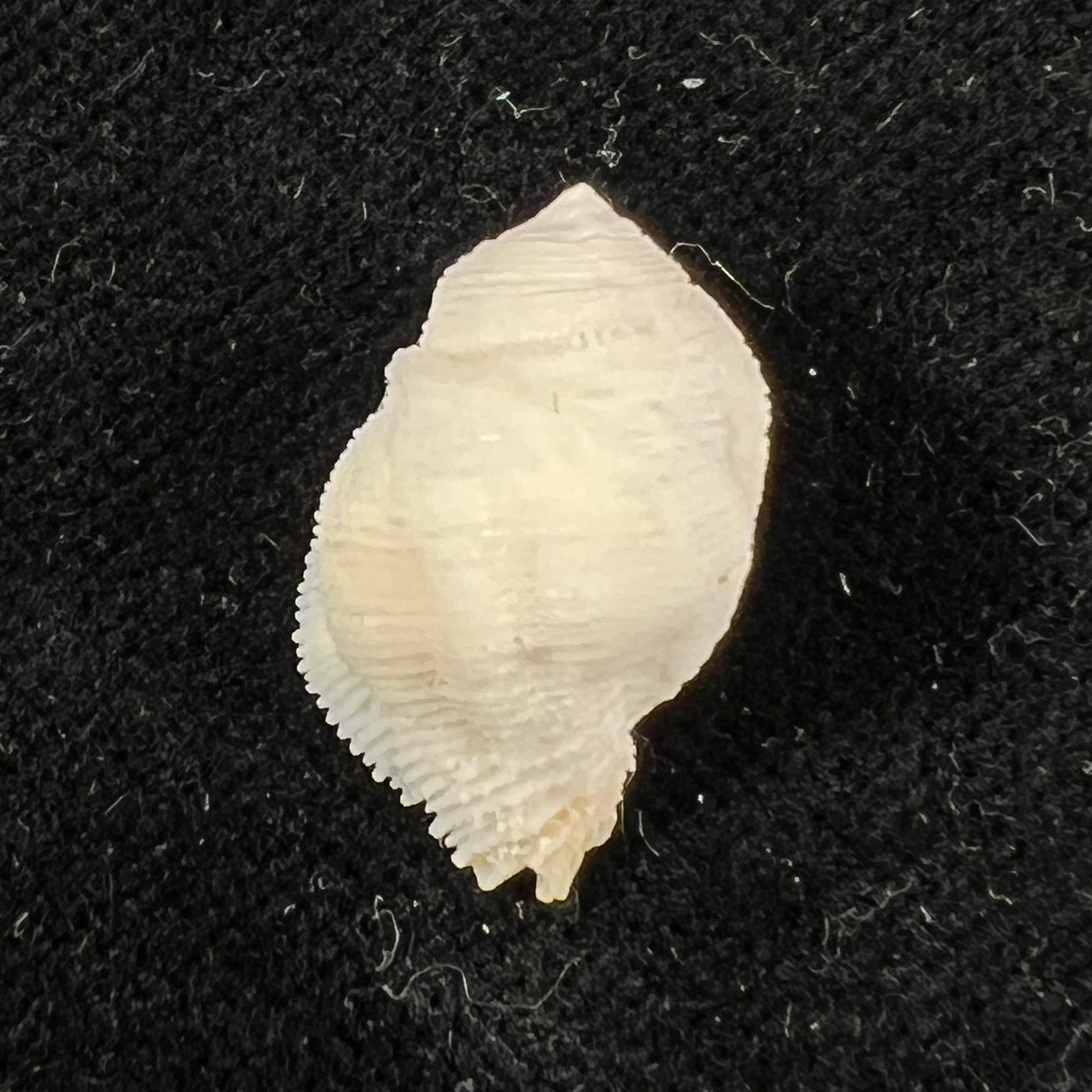 Coralliophila abbreviata (Lamarck, 1816) - 20,1mm