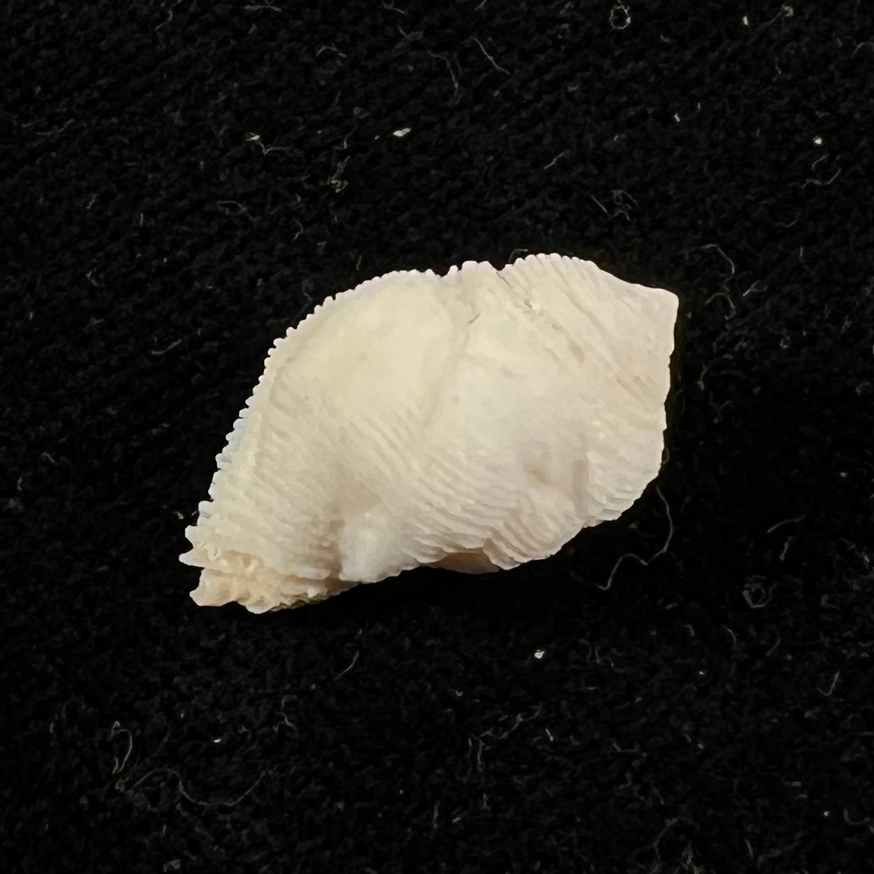 Coralliophila abbreviata (Lamarck, 1816) - 20,1mm