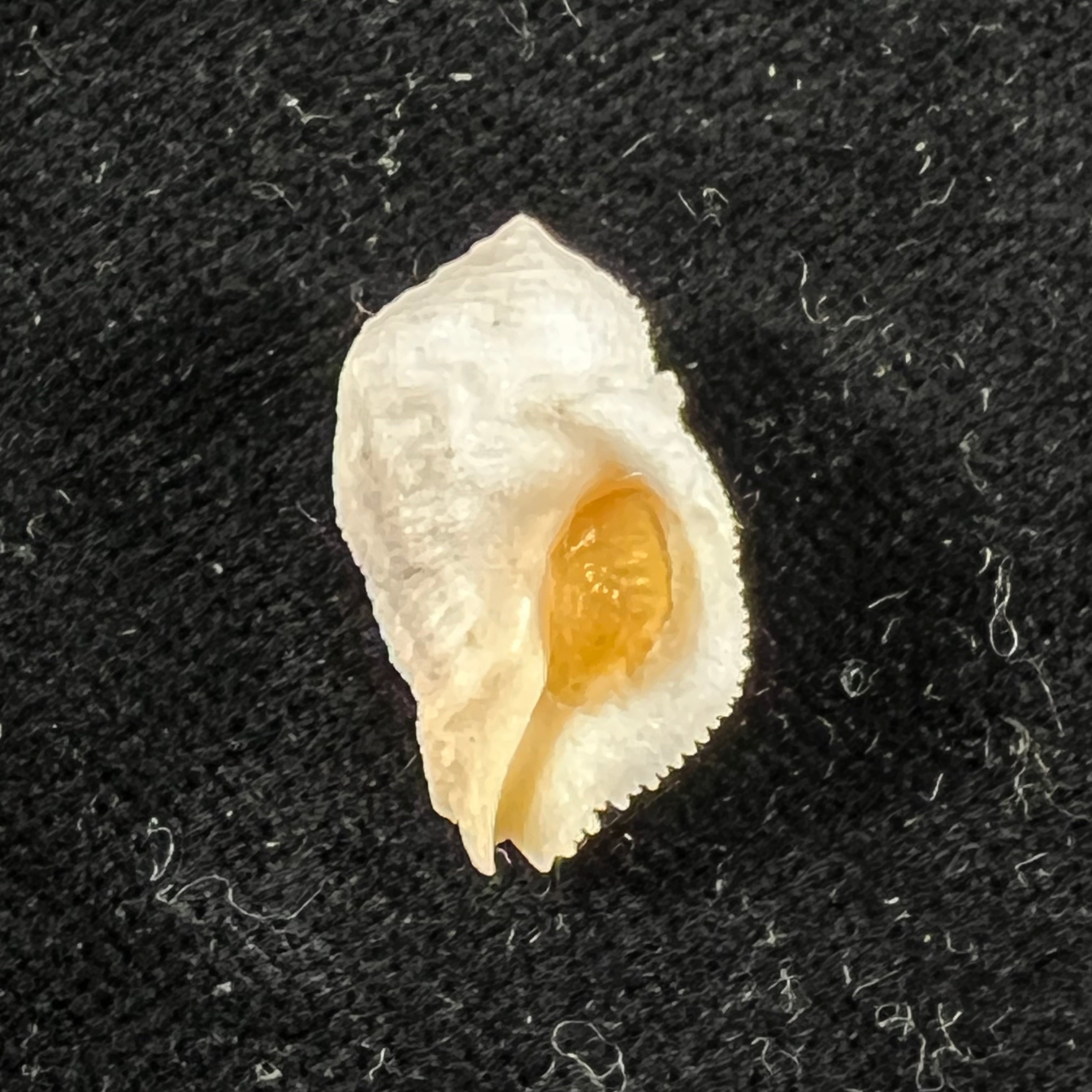 Coralliophila abbreviata (Lamarck, 1816) - 20,1mm