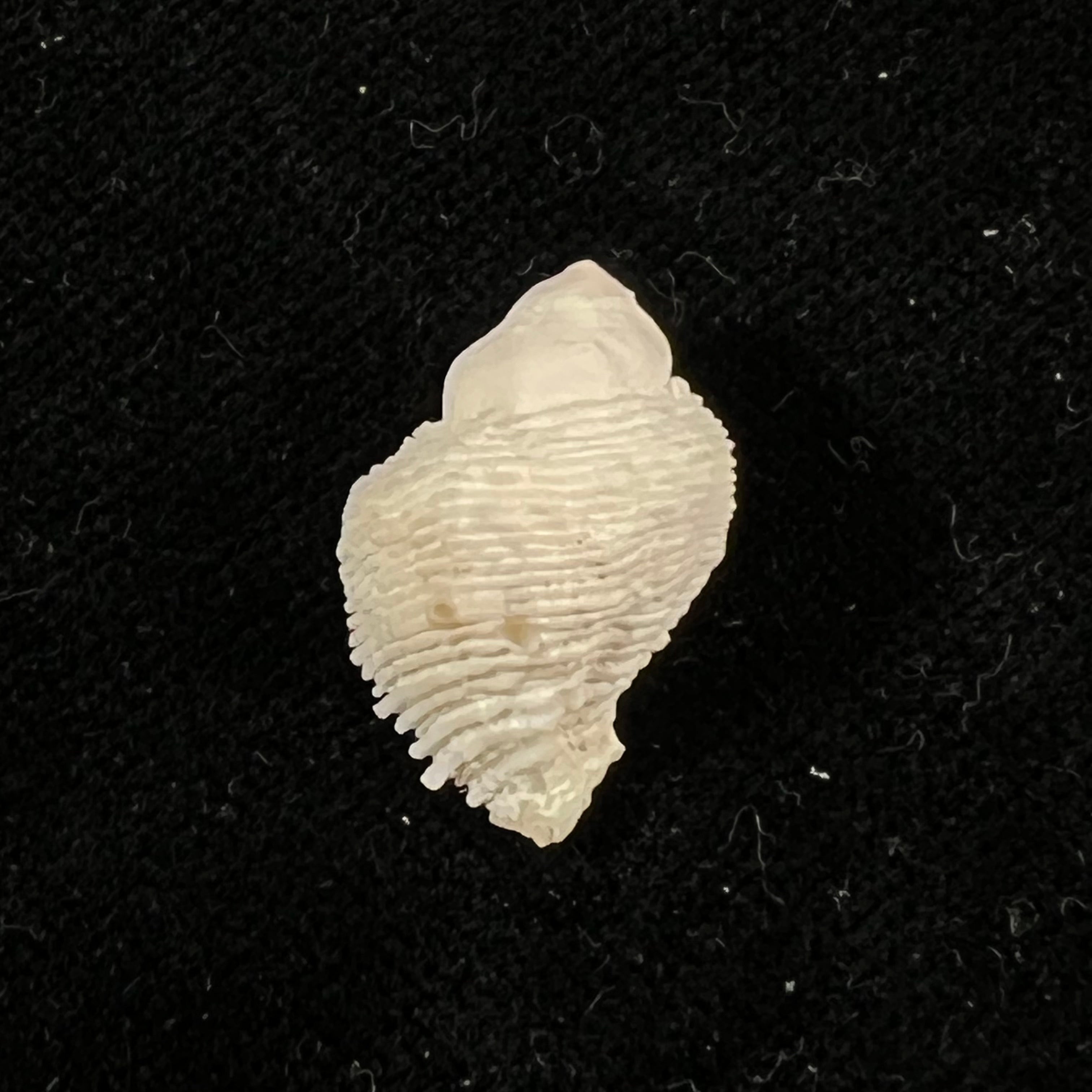 Coralliophila abbreviata (Lamarck, 1816) - 20,1mm