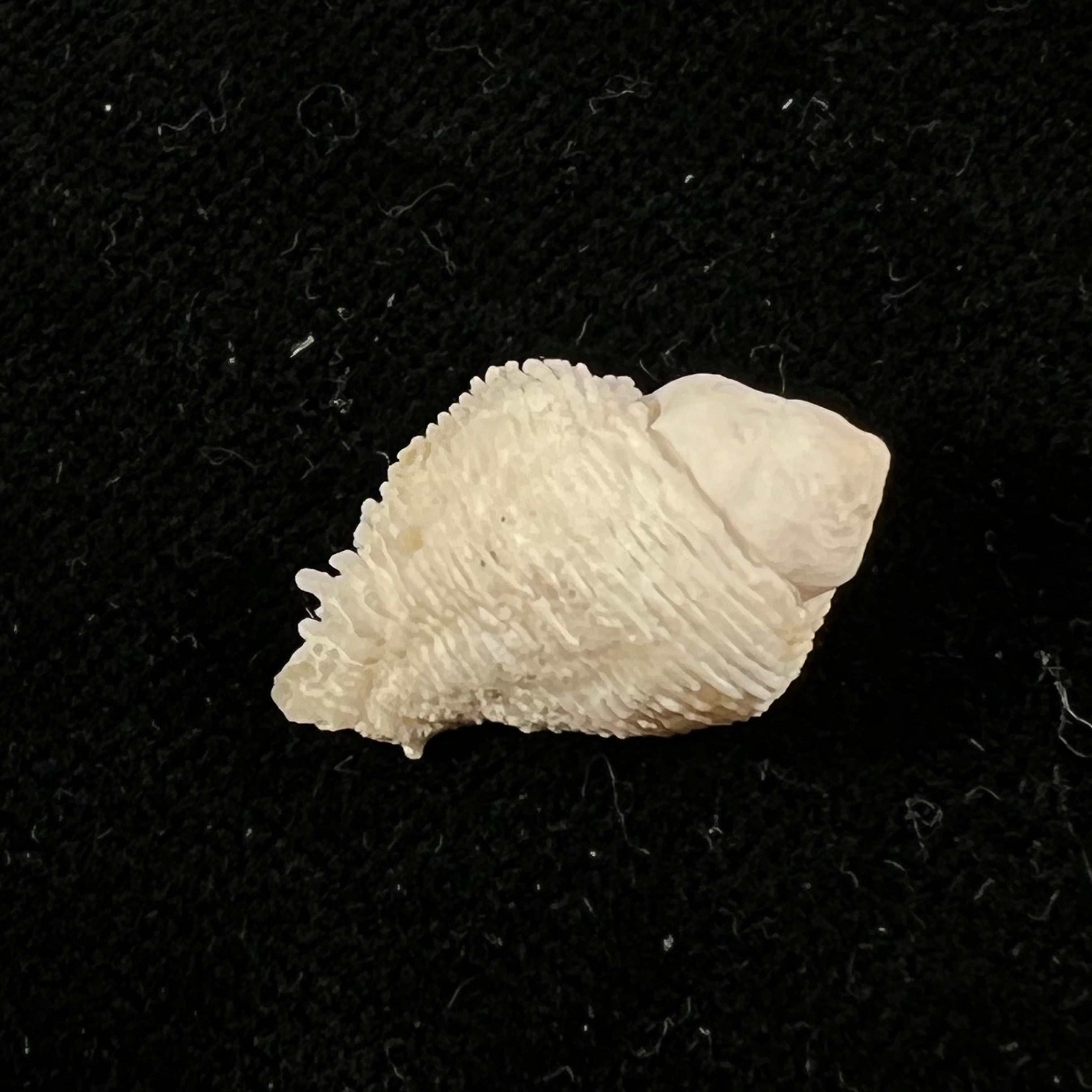 Coralliophila abbreviata (Lamarck, 1816) - 20,1mm