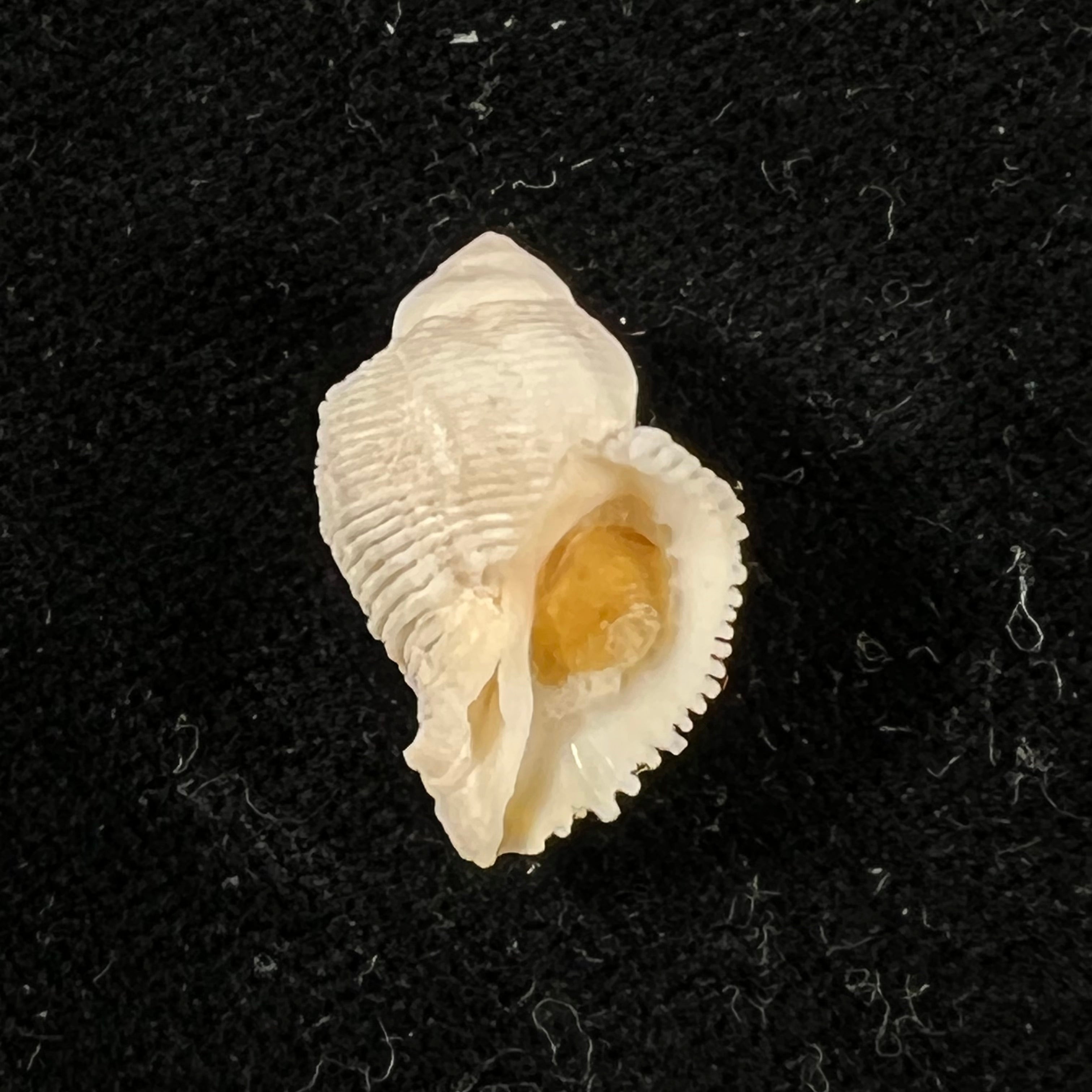 Coralliophila abbreviata (Lamarck, 1816) - 20,1mm
