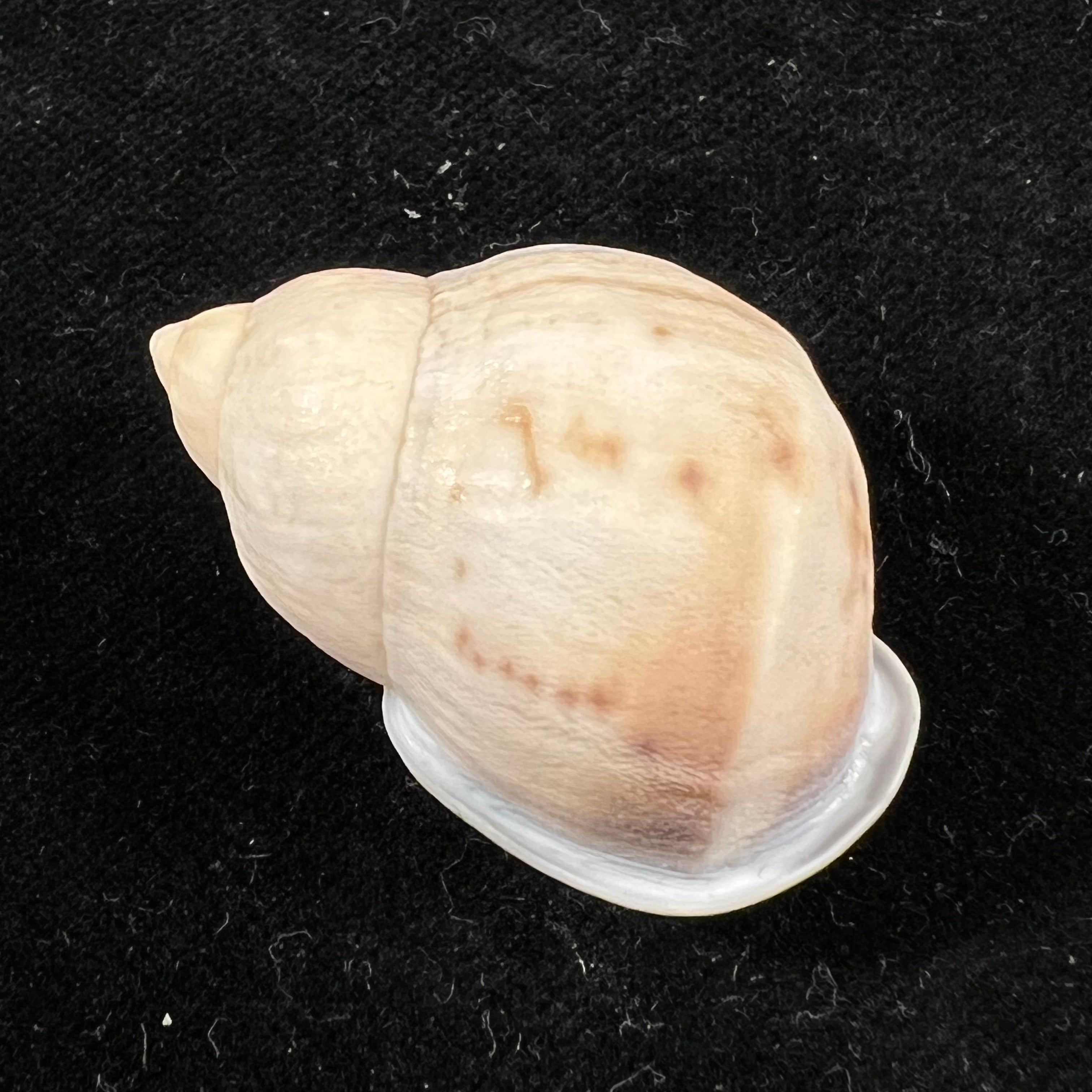 Auris nigrilabris Pilsbry, 1896 - 34,8mm
