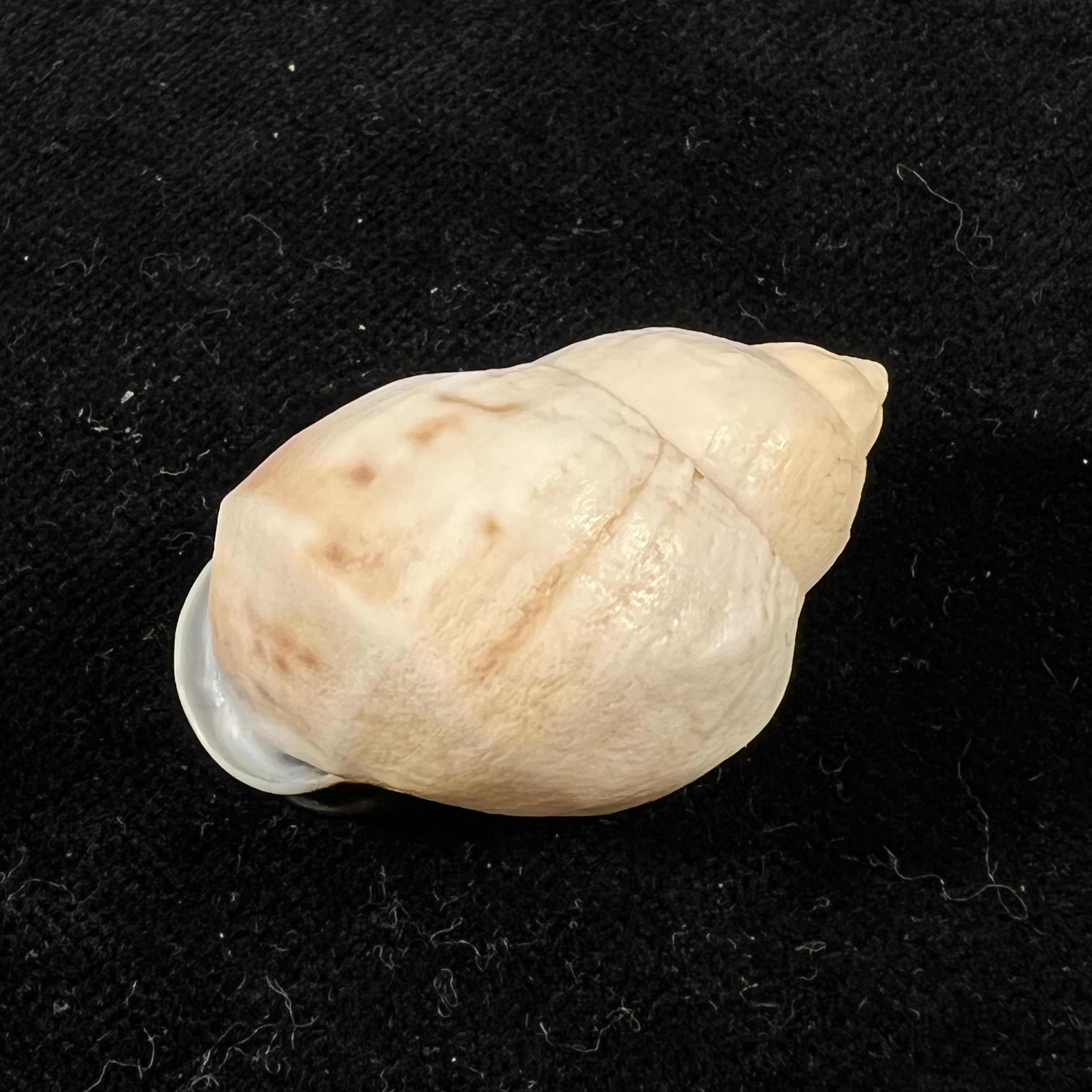 Auris nigrilabris Pilsbry, 1896 - 34,8mm
