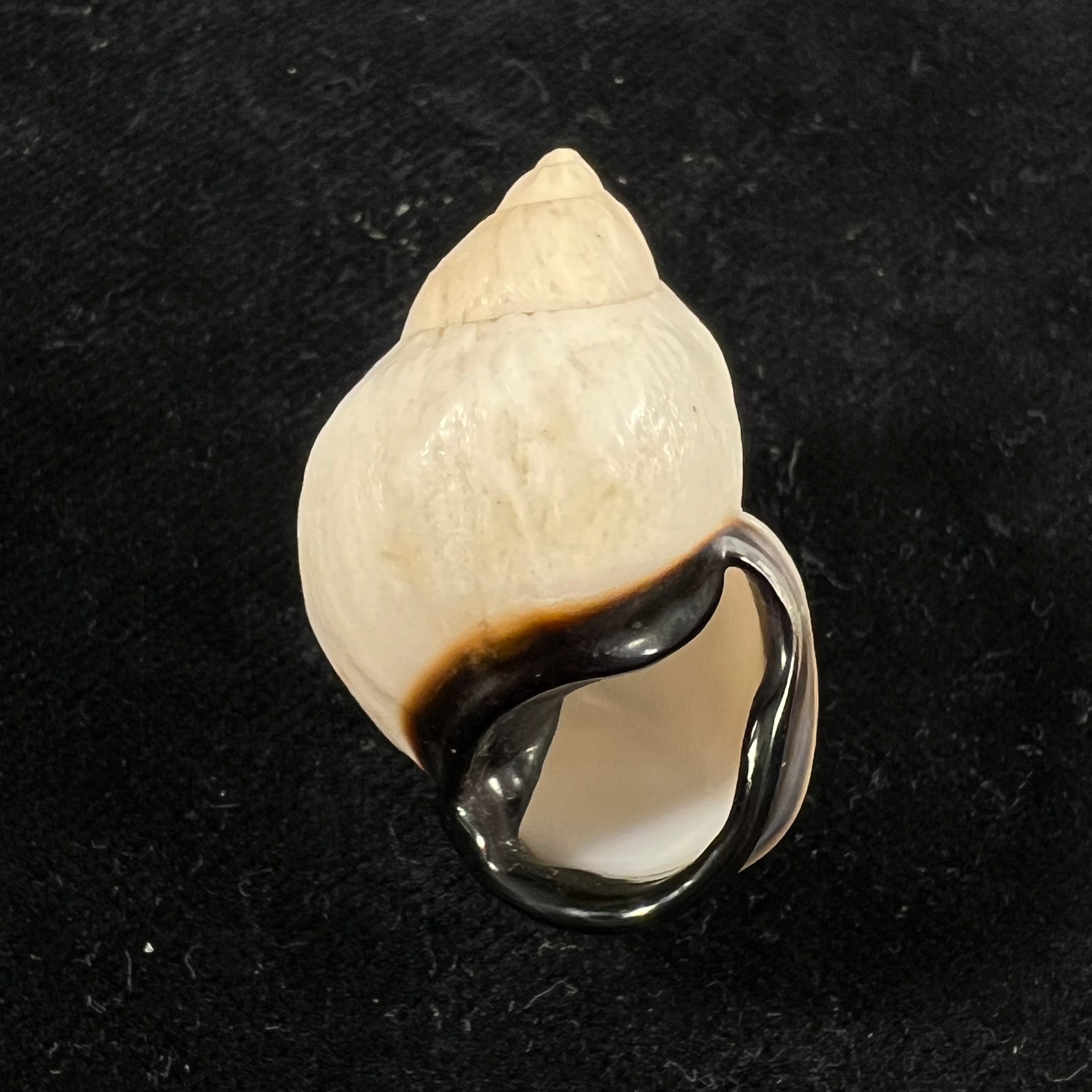 Auris nigrilabris Pilsbry, 1896 - 34,8mm
