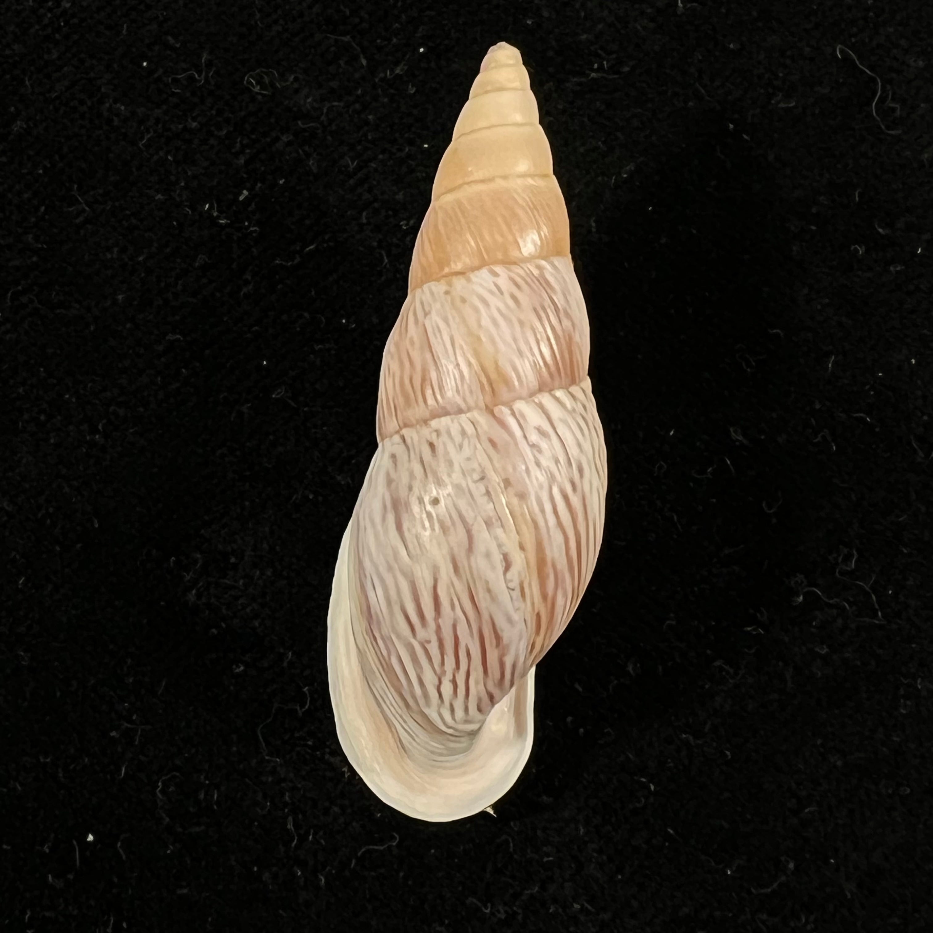 Burringtonia labrosa (Menke, 1828) - 48,9mm