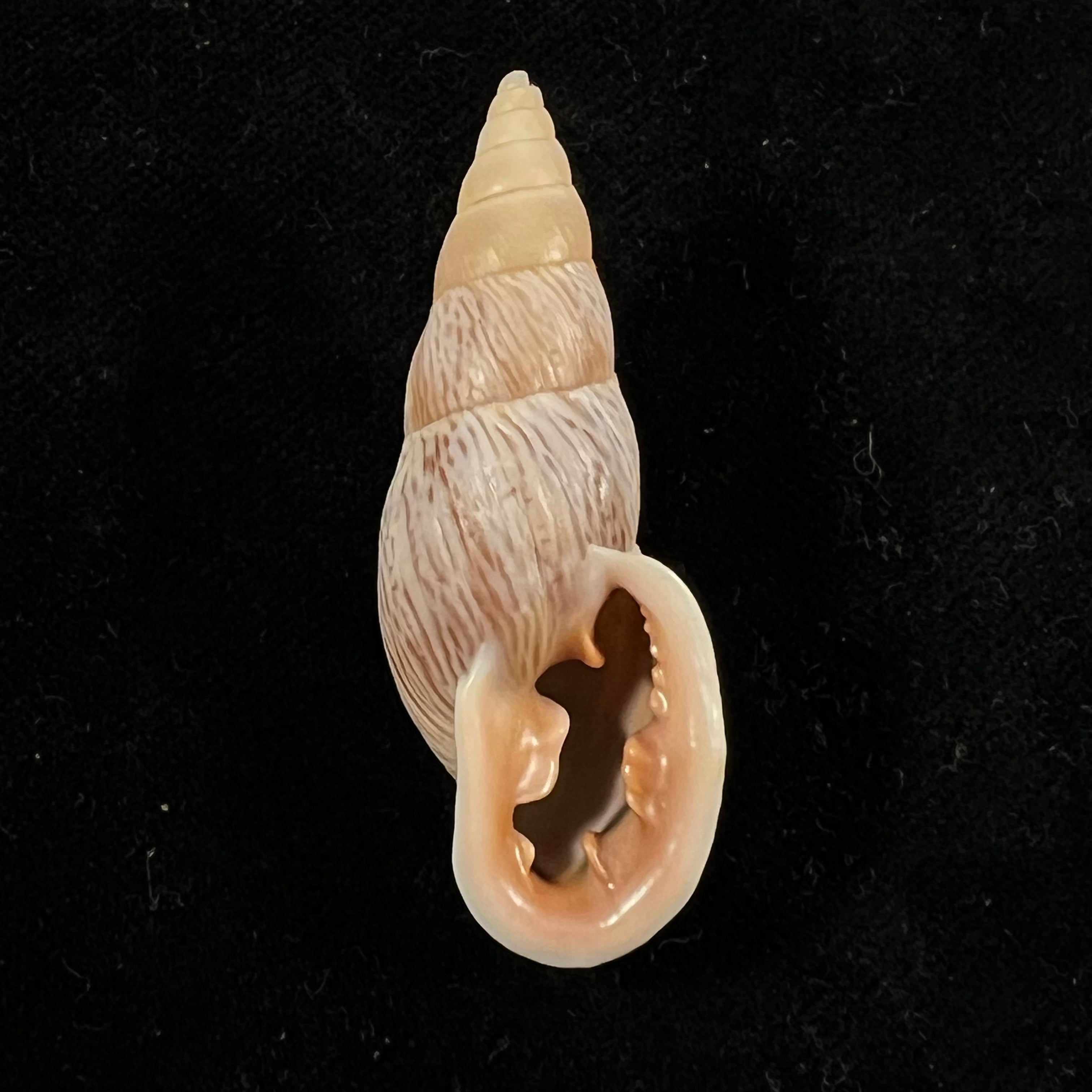 Burringtonia labrosa (Menke, 1828) - 48,9mm