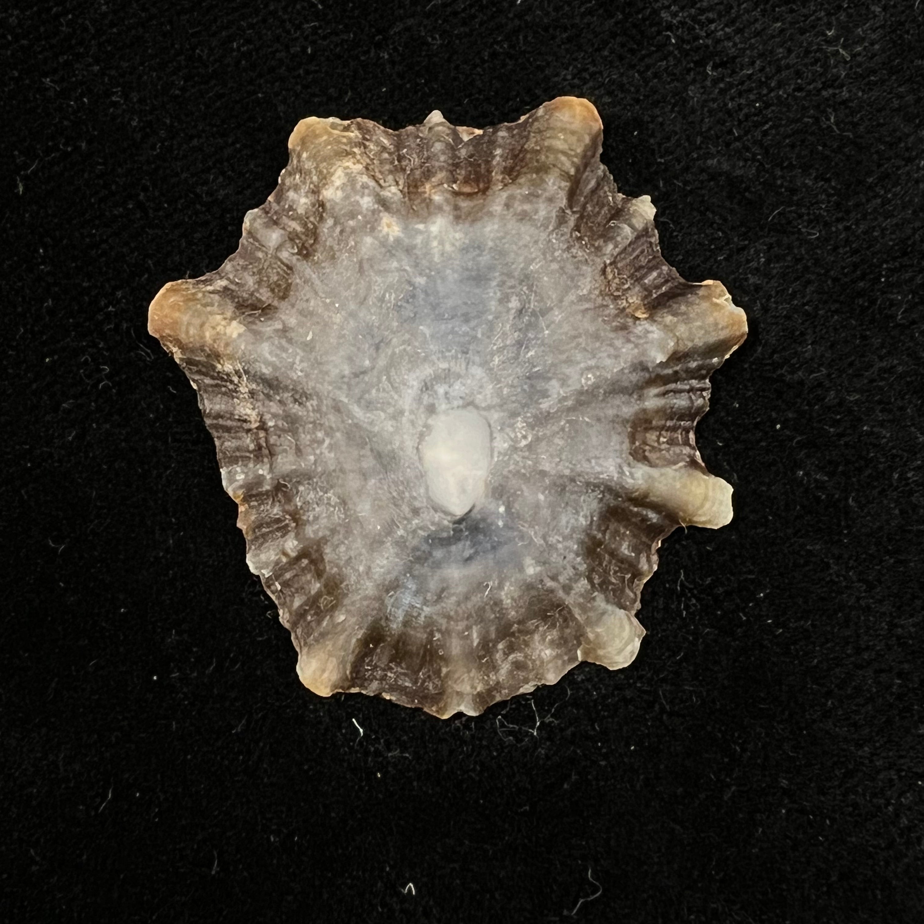 Patella tenuis Gmelin, 1791 - 40,4mm