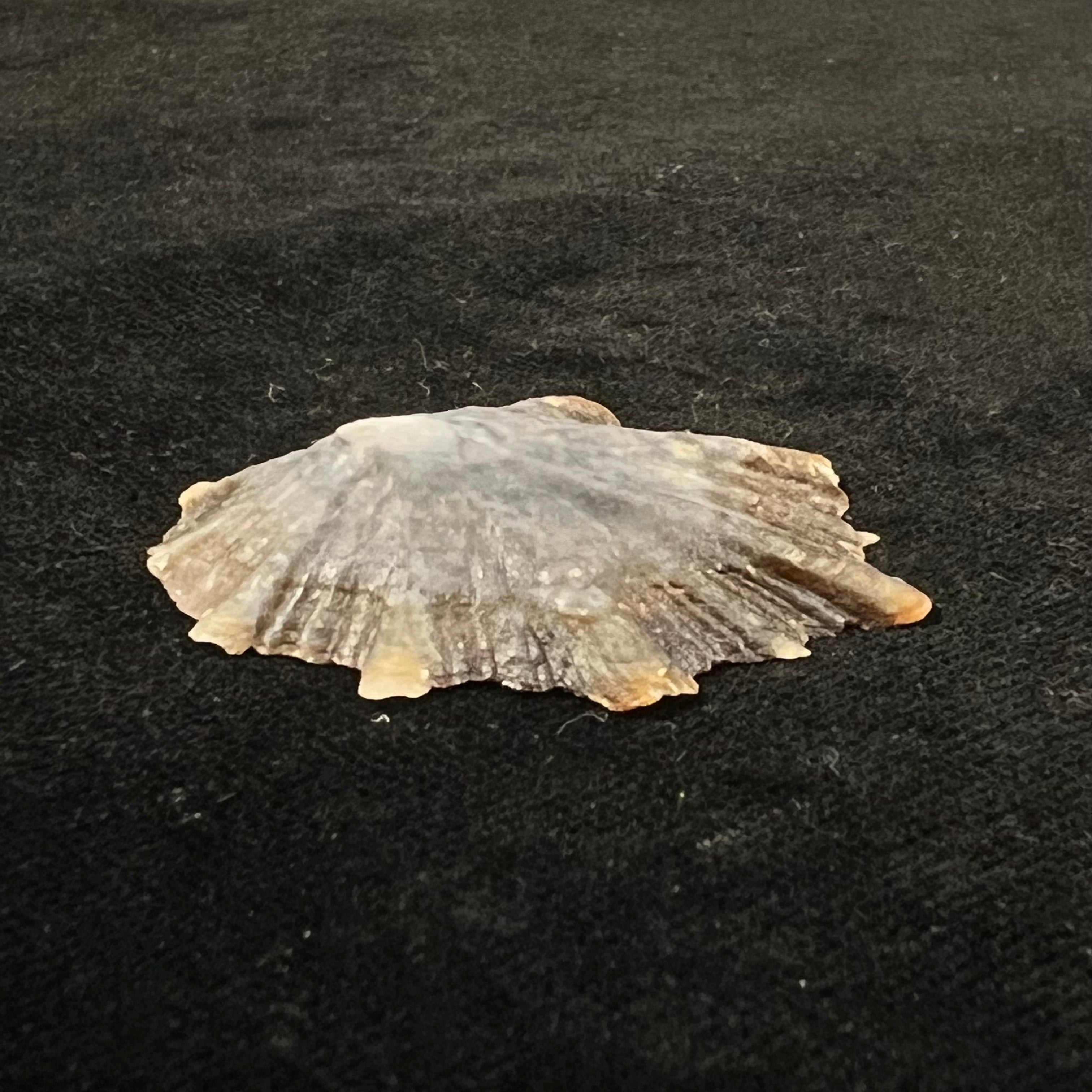 Patella tenuis Gmelin, 1791 - 40,4mm