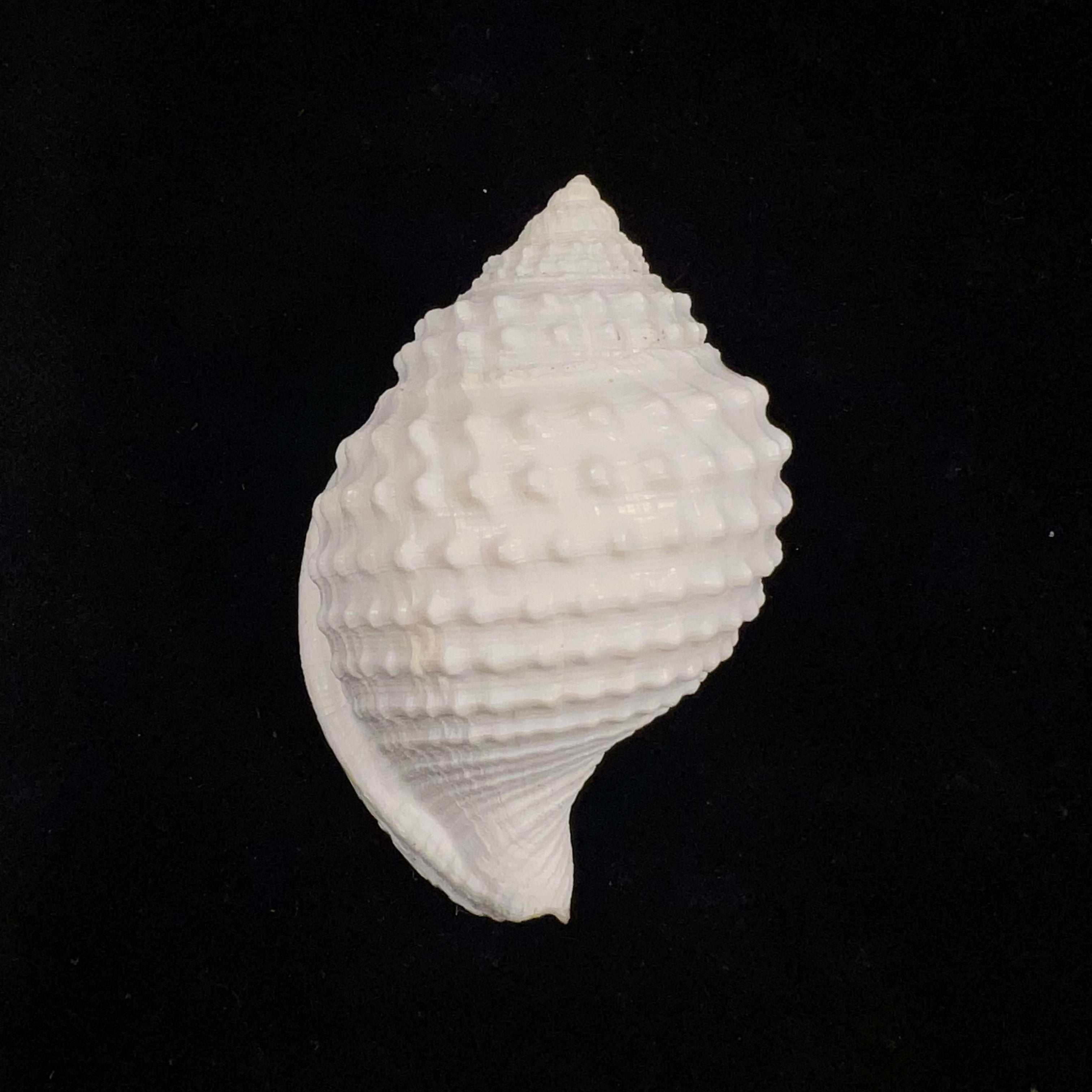 Galeodea leucodoma Dall, 1907 - 56,4mm