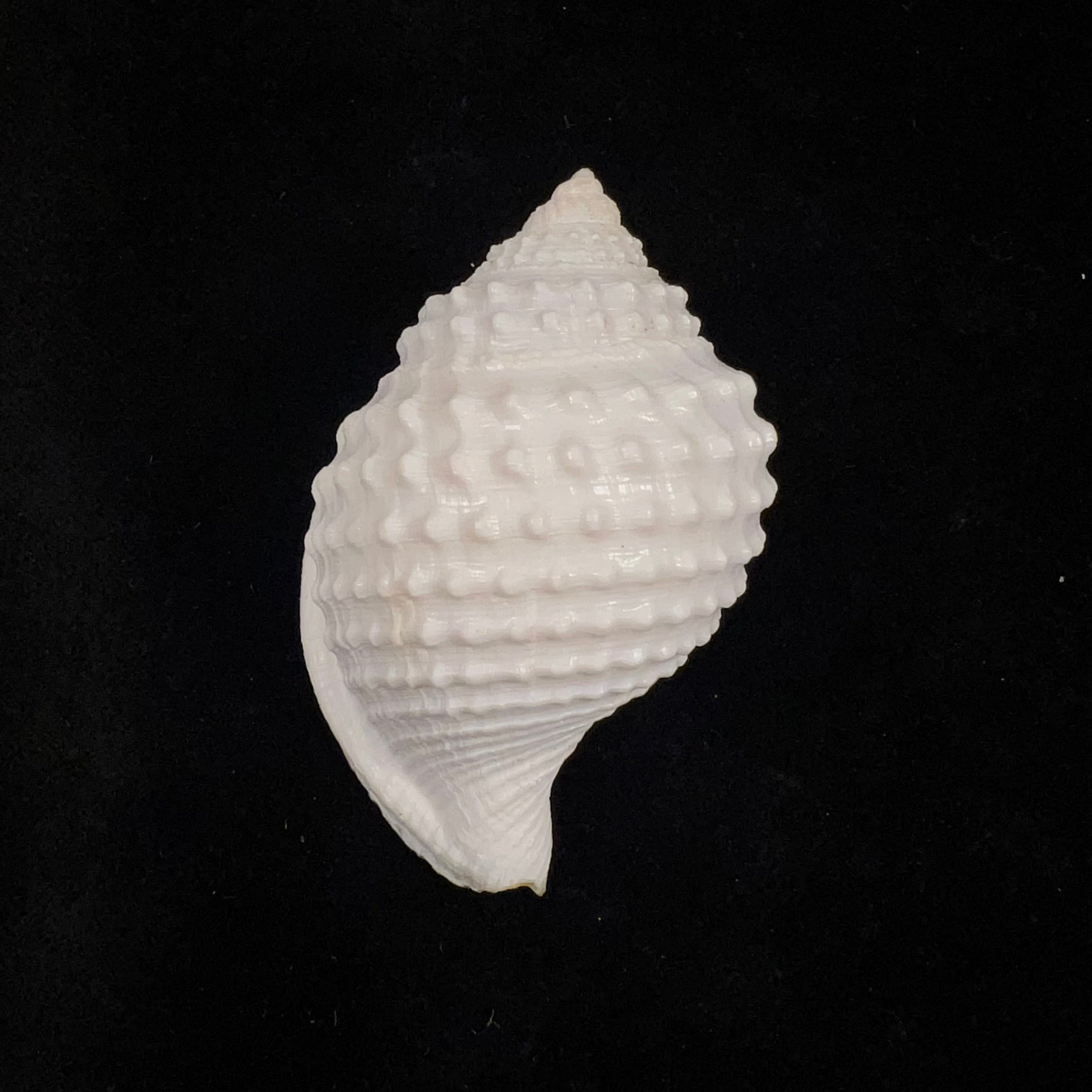 Galeodea leucodoma Dall, 1907 - 56,4mm